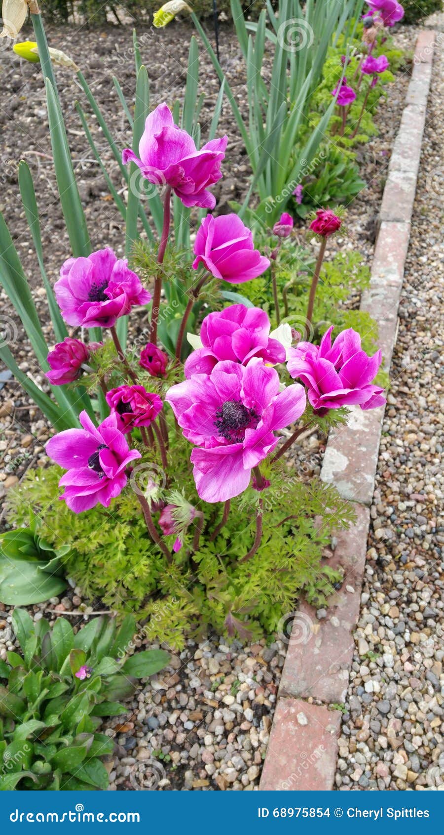 Pink Anemones In Flower Border Stock Photo Image of anemones, corms