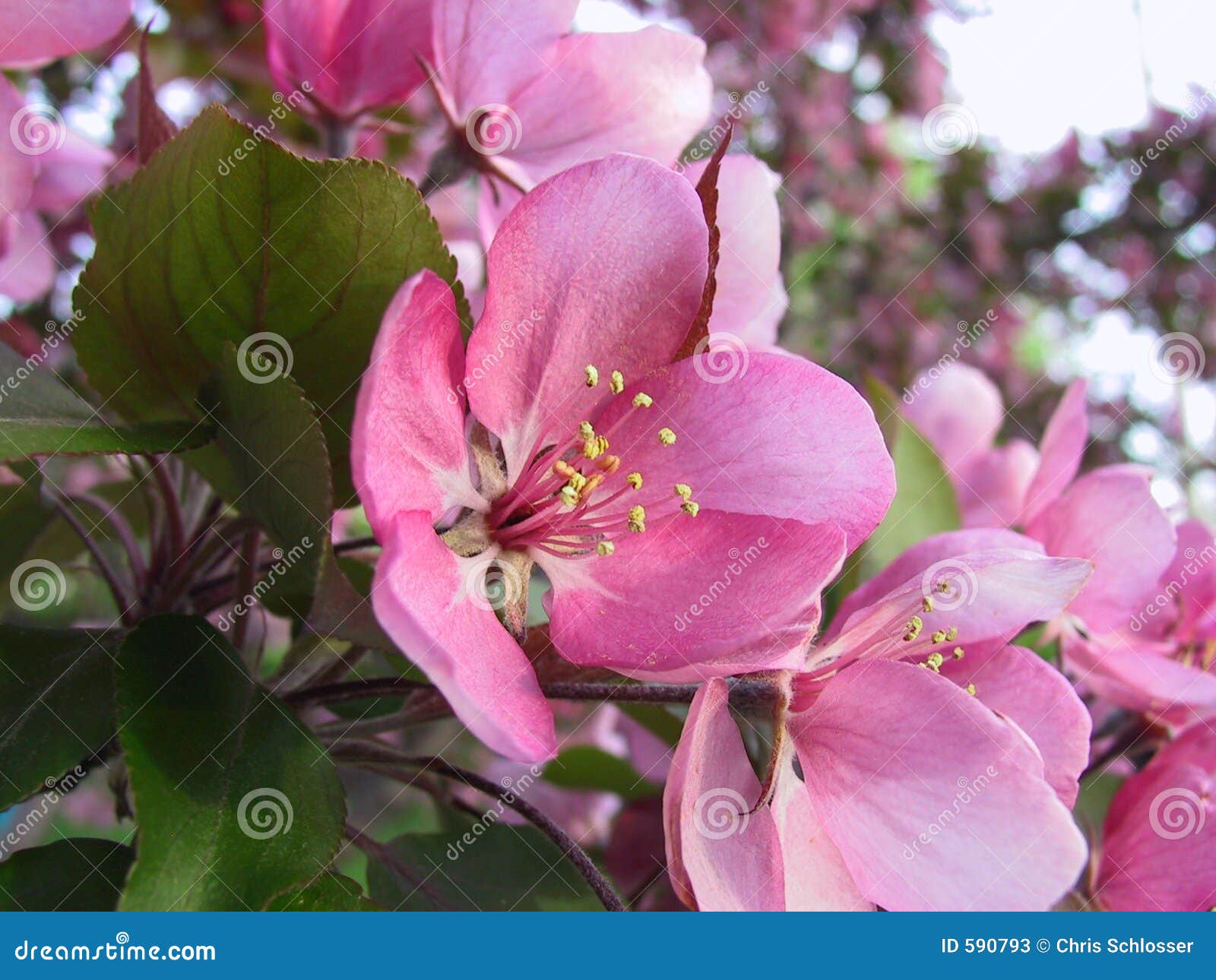 Pink Apple Blossom Stock Photos Image 590793