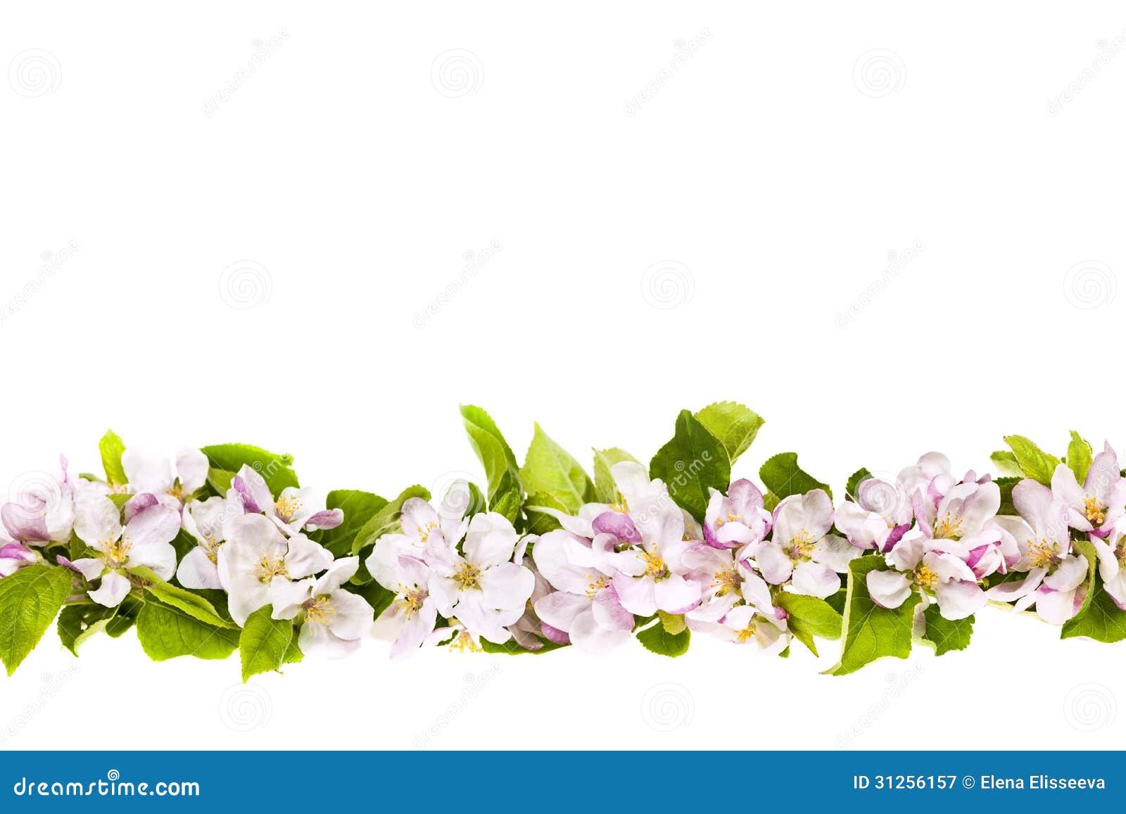 Pink Apple Blossoms Border Stock Image Image Of Floral Pink Apple Blossoms Border Stock Image Image Of Floral
