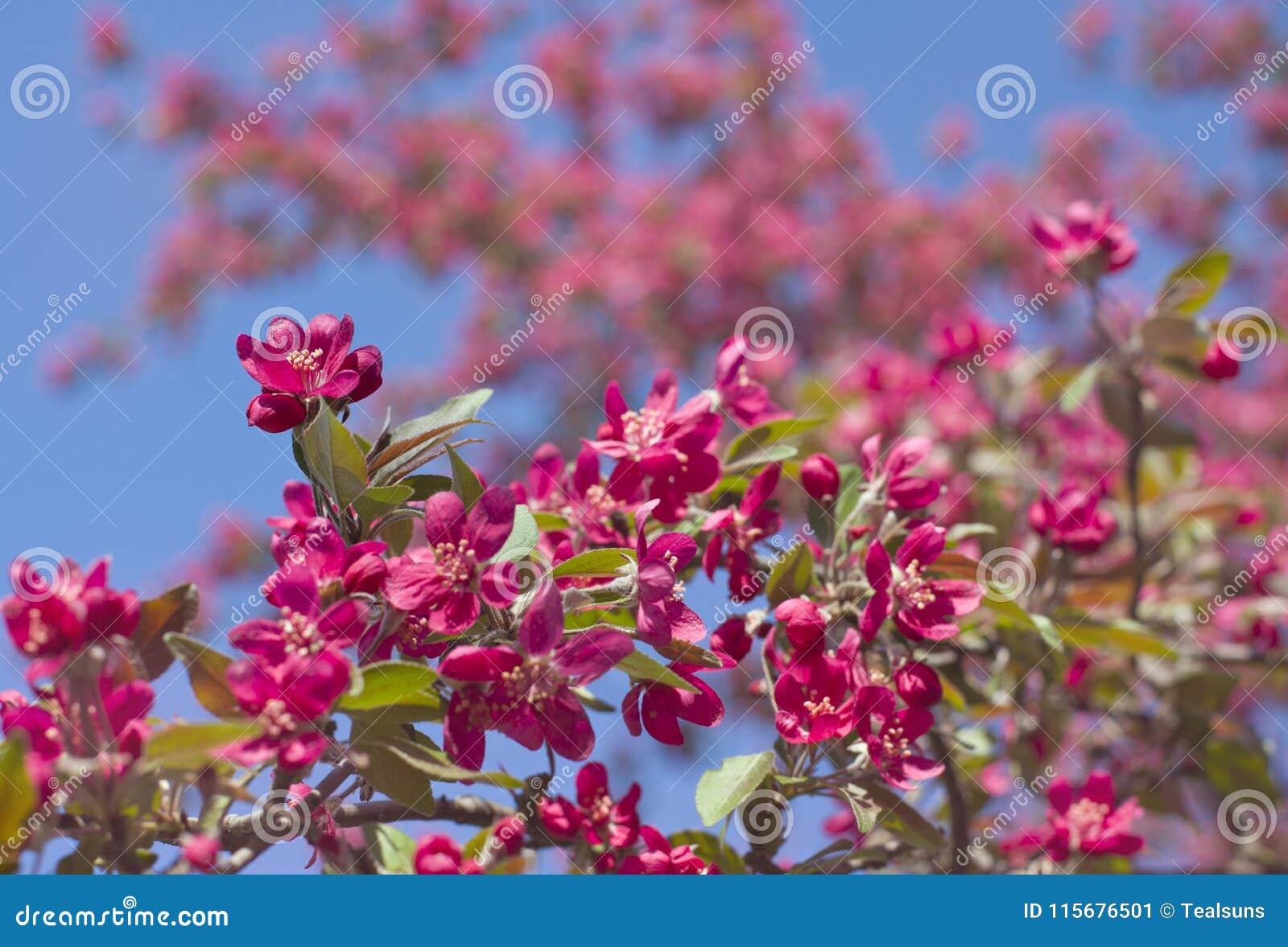 Pink apple blossoms. stock image. Image of blossom, blossoms 115676501