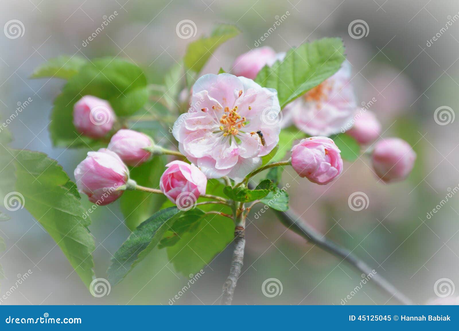 pink apple blossoms with small bee pollinating