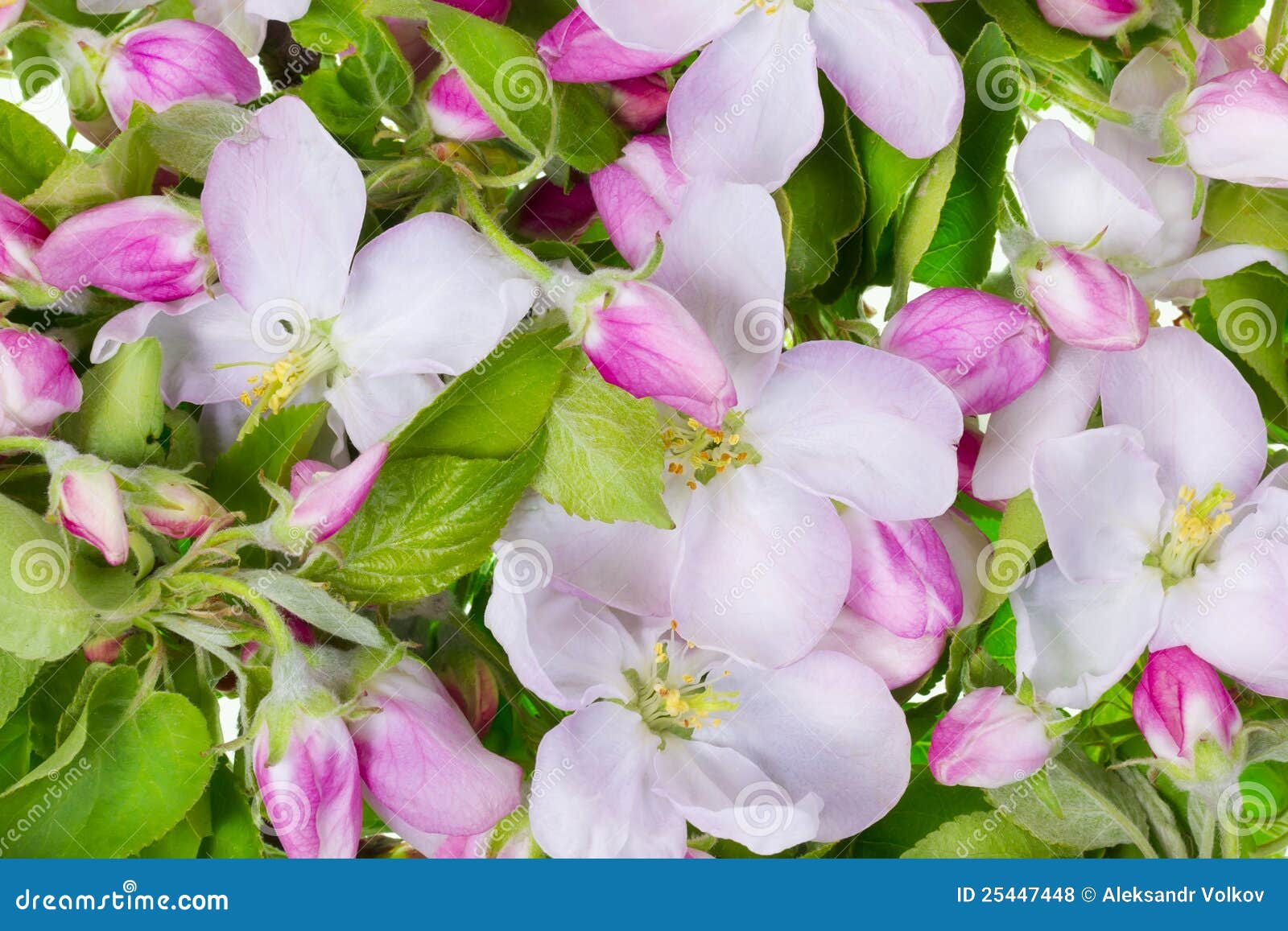 Pink Apple Flowers Background Stock Photo Image of floral, resolution 25447448
