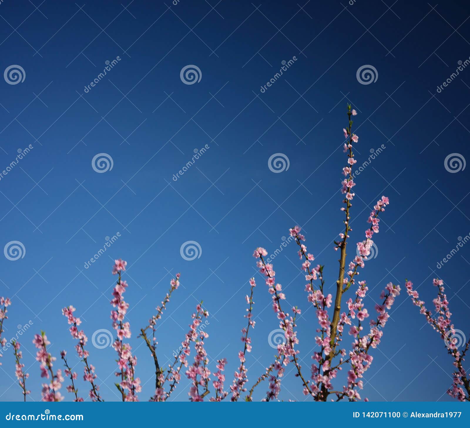 apple orchard blossoms in spring in the pyrenees-orientales, france