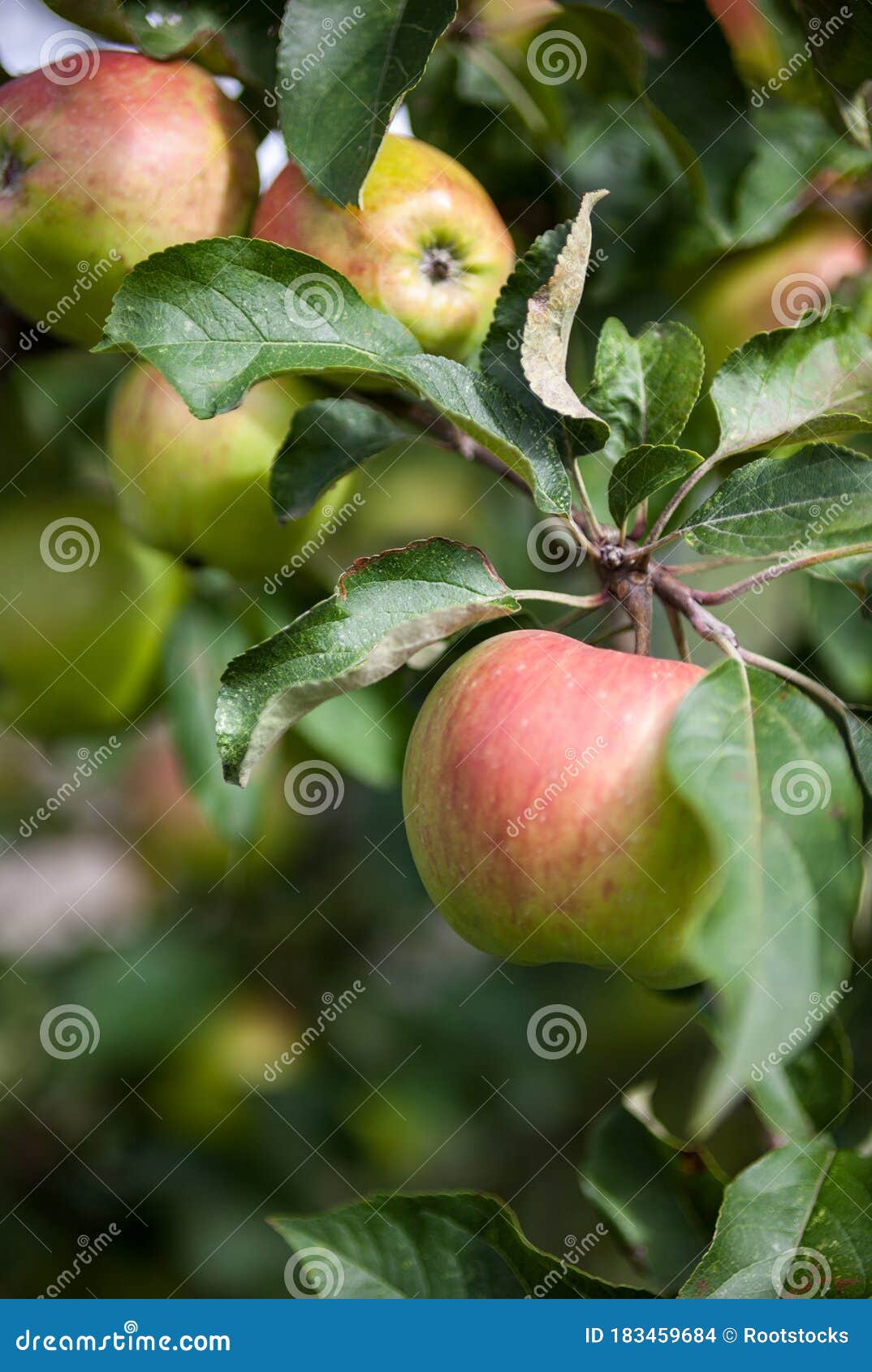 Pink Apples on the Apple Tree Stock Photo Image of food, healthy