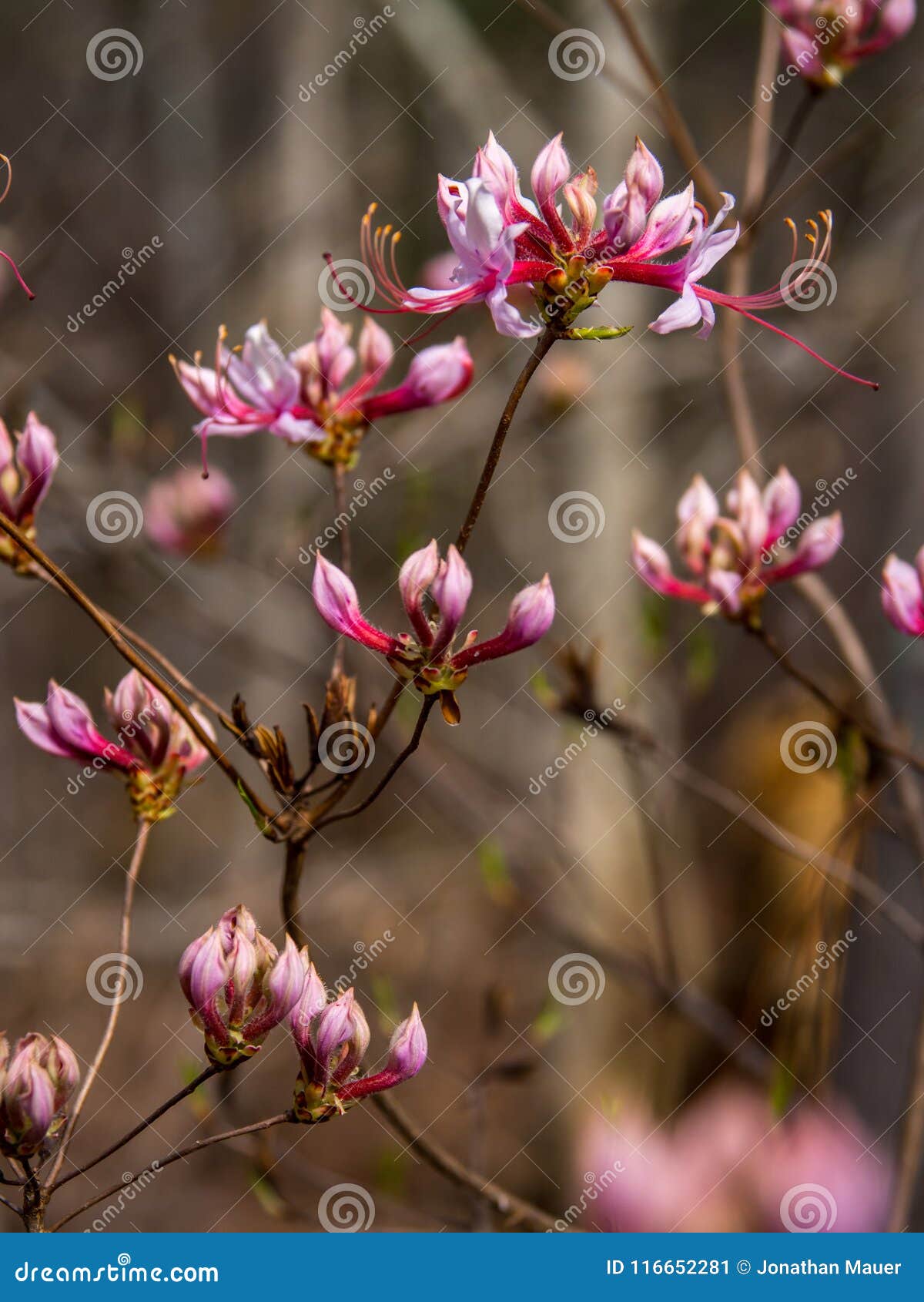 pink azalea in bloom, side angle, pinxter flower close up