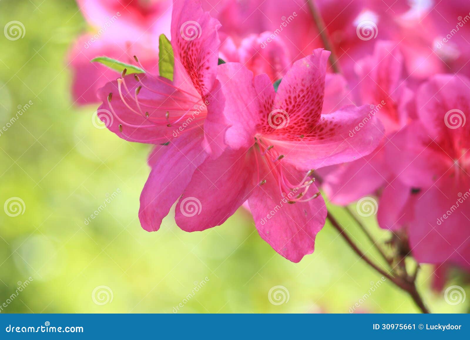 pink azalea flower