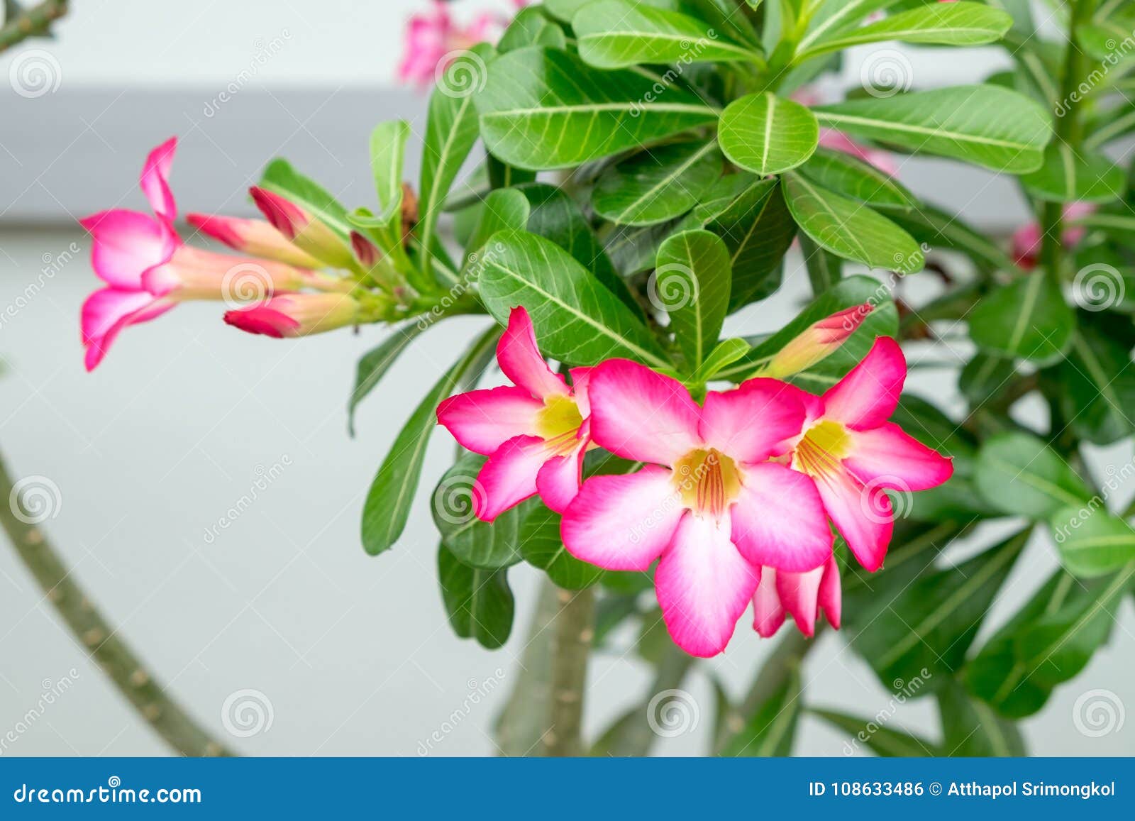 Pink Azalea Flower, a Bouquet of Flowers on the Tree Stock Photo - Image of  bloom, beautiful: 108633486