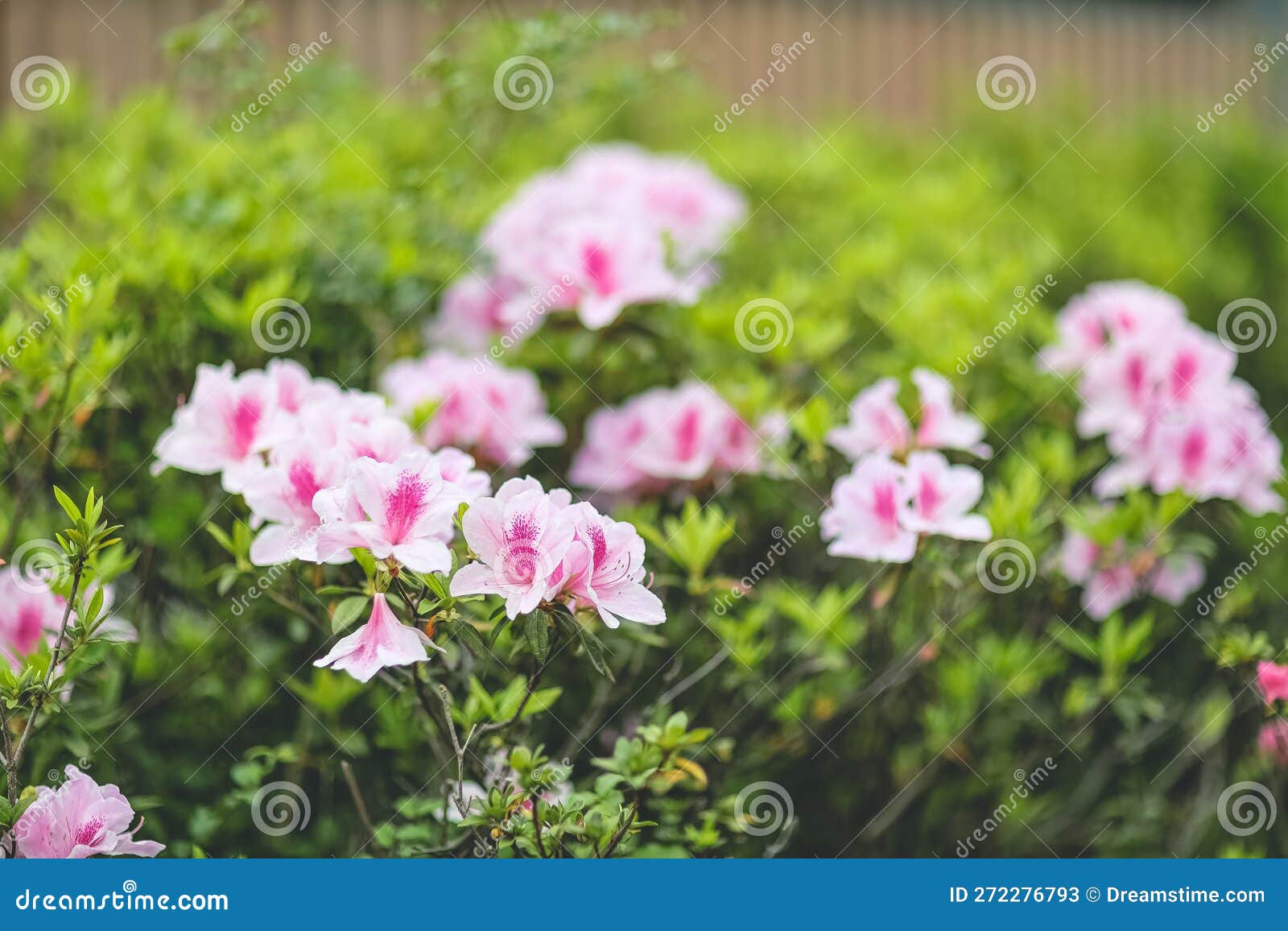 A Pink Azalea Flowers, Plants Growing at Park Stock Image Image of