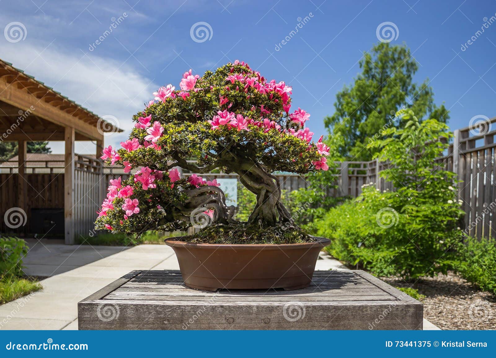 Pink Azalea Rhododendron Bonsai Plant Stock Image Image Of