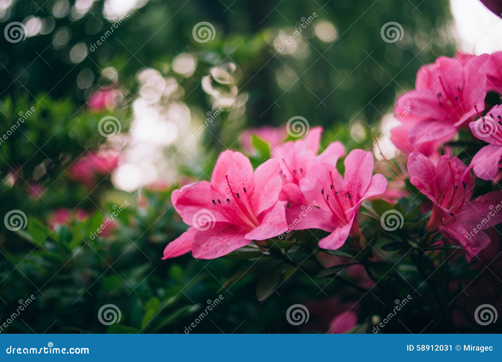 pink azaleas bush