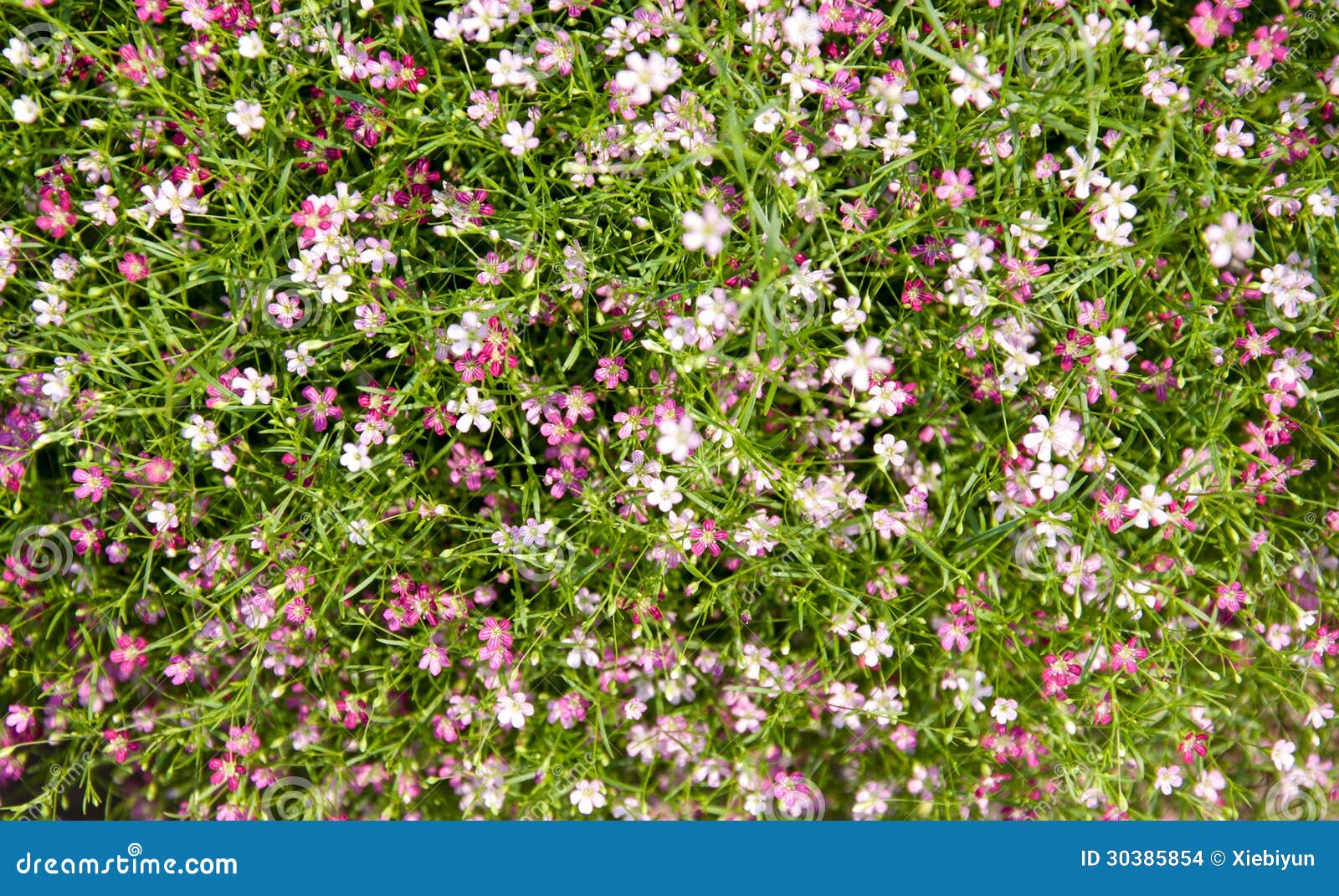 pink baby's breath flower for background