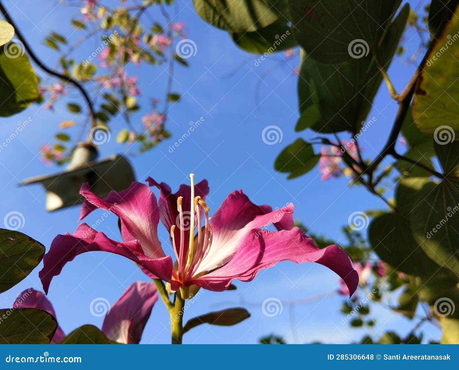 pink bauhinia purpura flower with blue sky background
