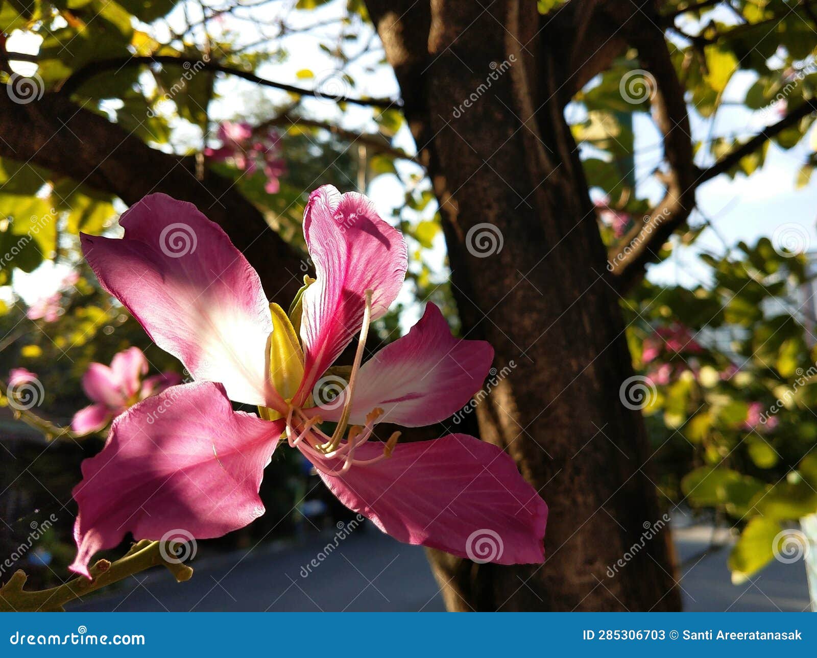 pink bauhinia purpura flower with blue sky background