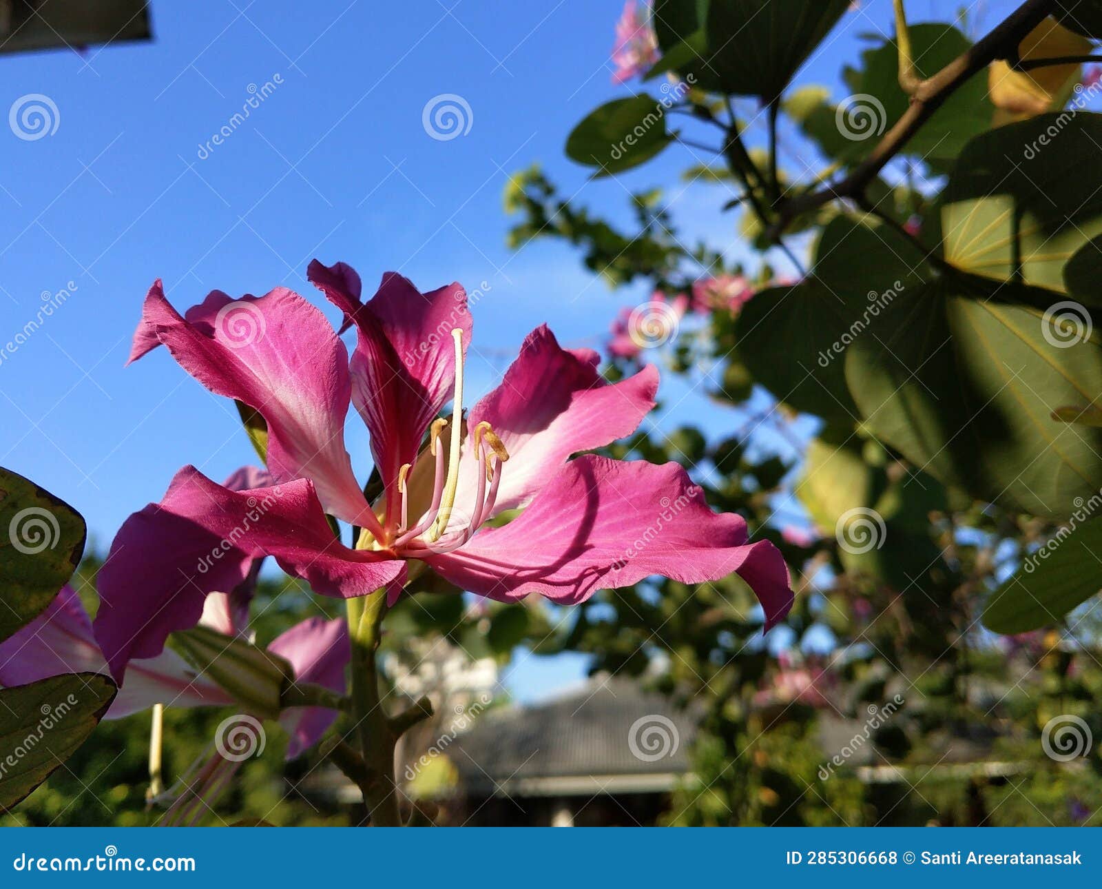 pink bauhinia purpura flower with blue sky background