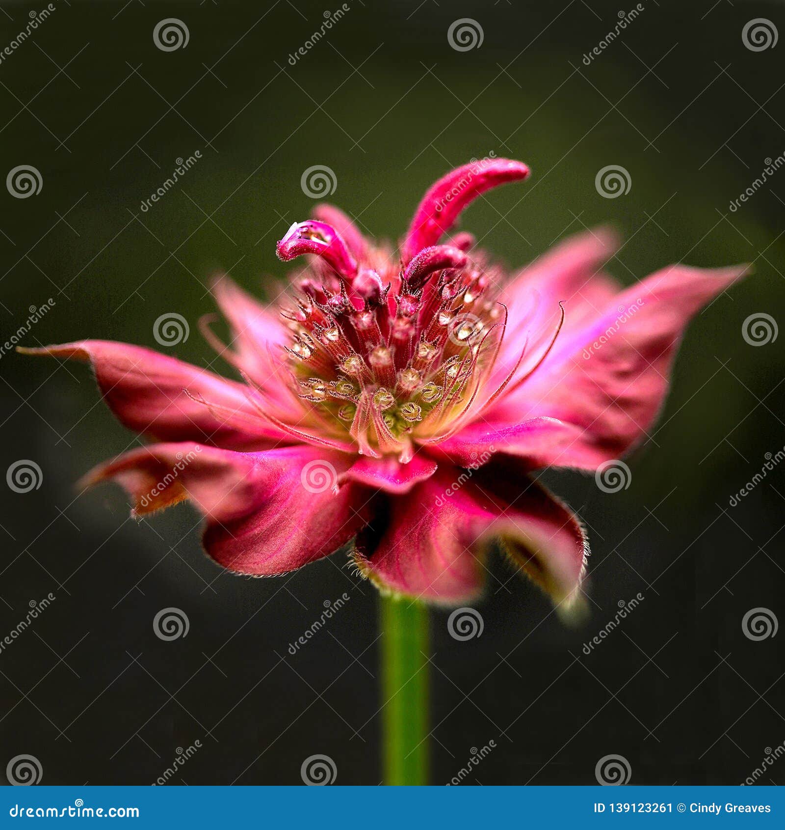 Pink Bee Balm Flower Blooming In A Garden Stock Image Image Of Single Closeup 139123261