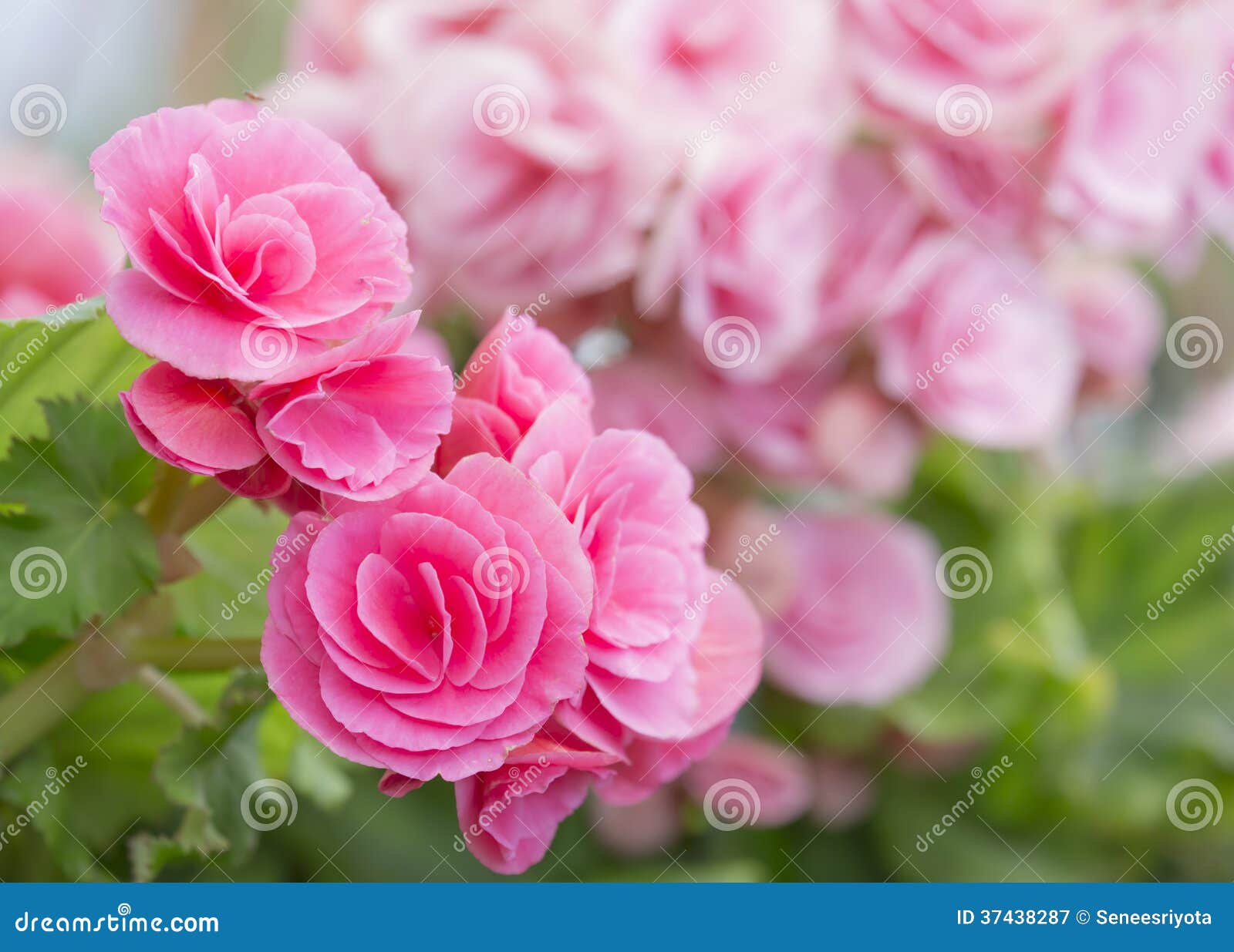 Pink Begonia Flower- Family Begoniaceae Stock Image - Image of home,  elements: 37438287