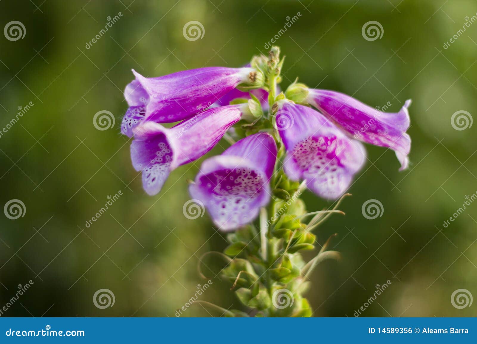 Pink bell flowers stock photo. Image of peak, flush, bloom 14589356