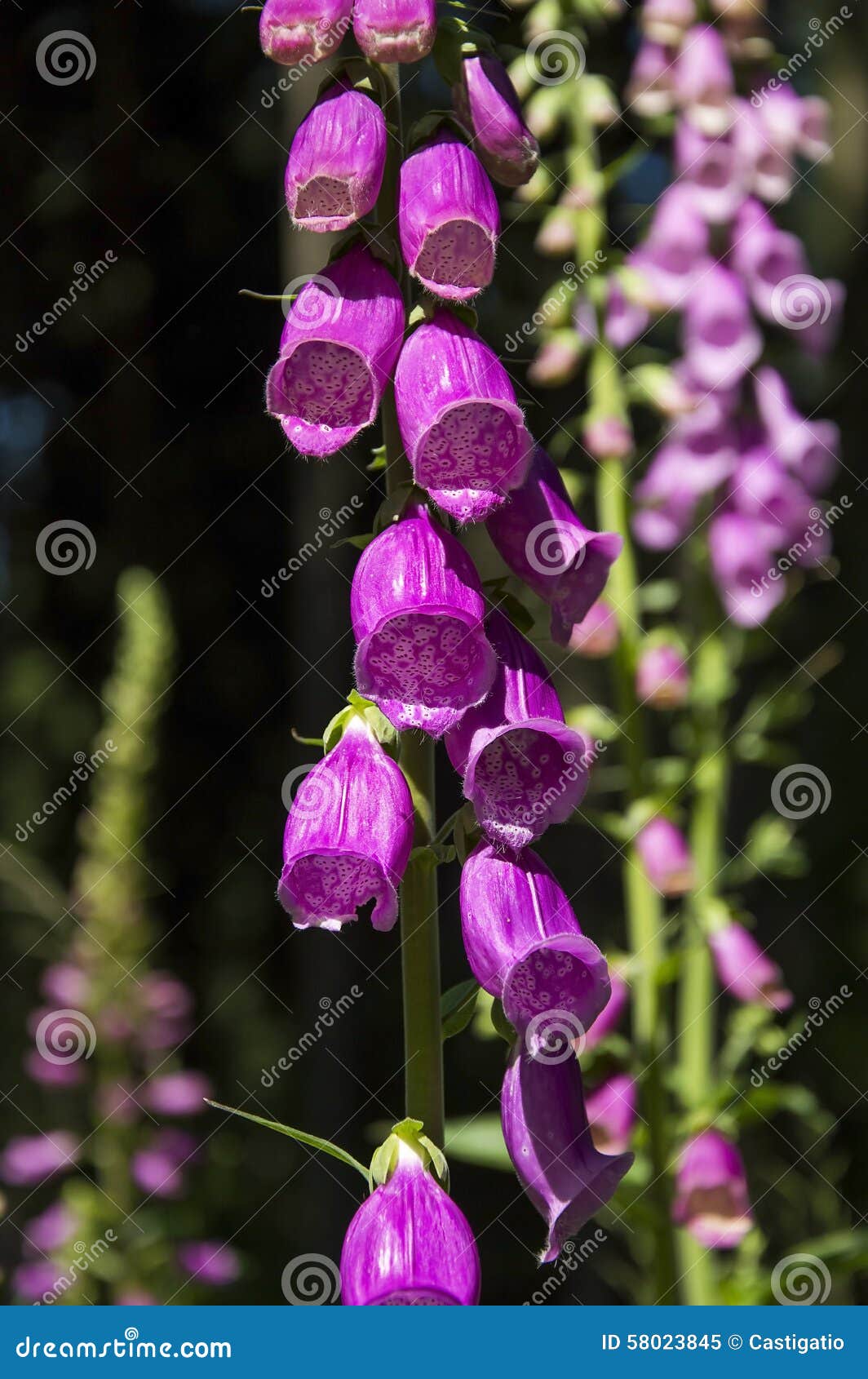 Pink Bells, Flowers Growing in the Forest, Stock Image Image of
