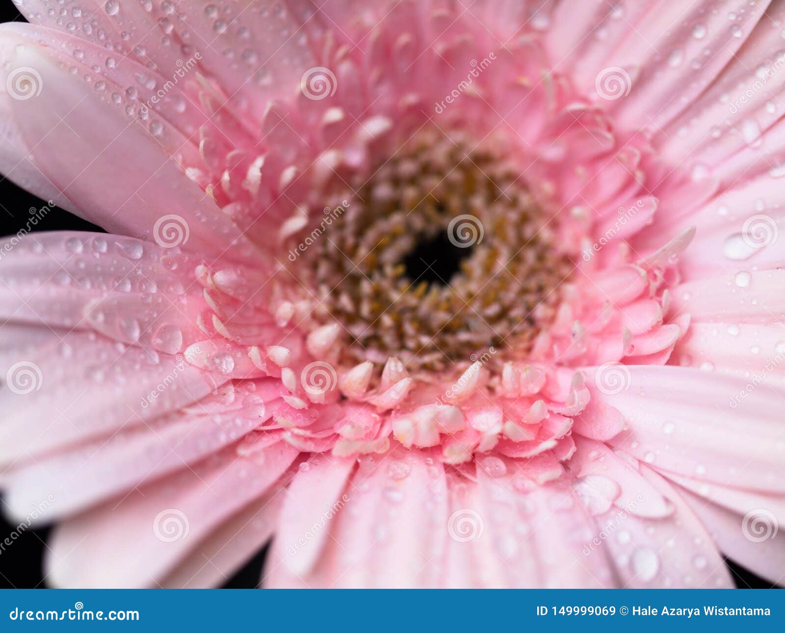 Pink Bergera flower blooms in summer