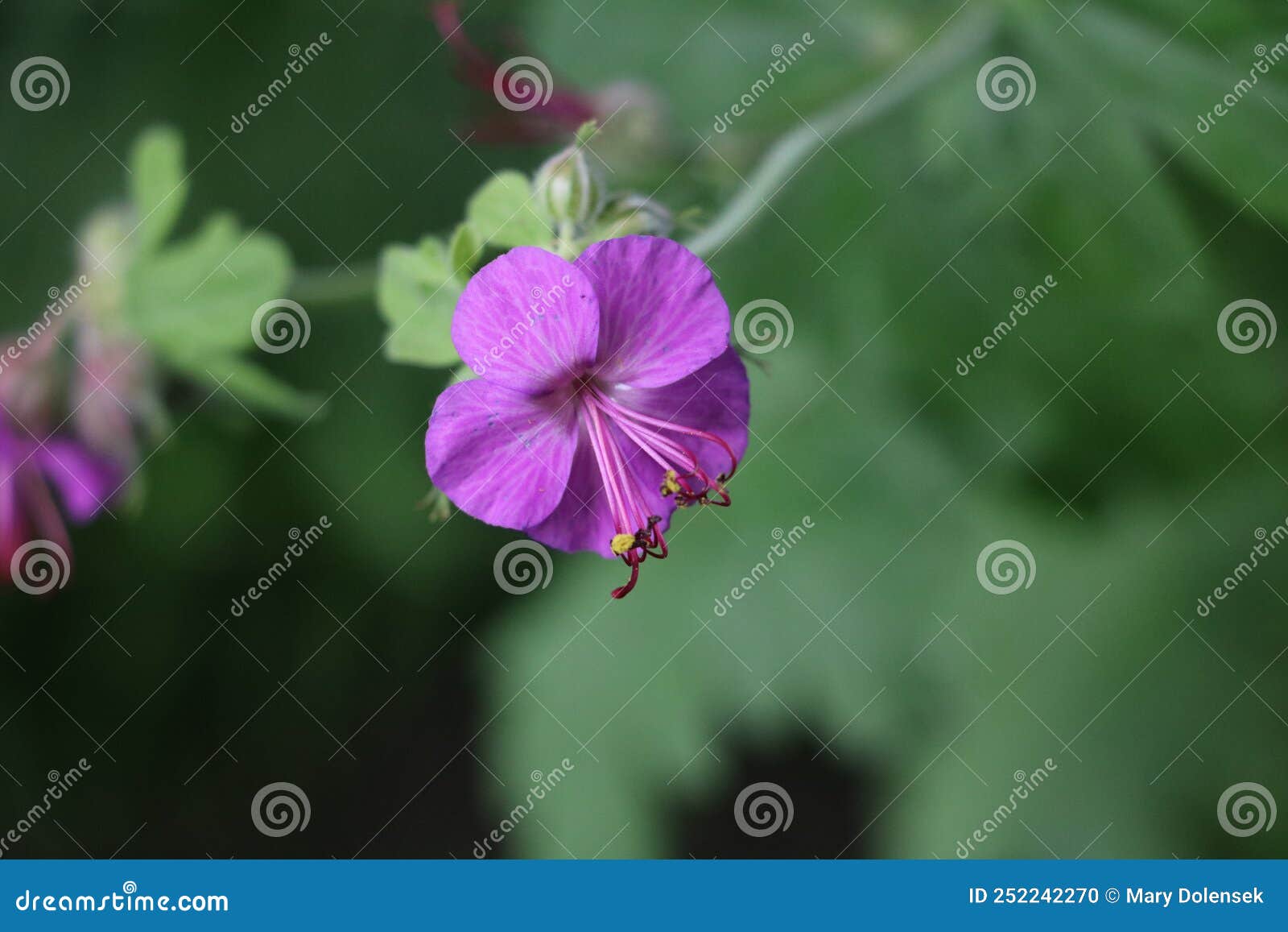 Pink Big Root Geranium Flower Close Up Stock Photo Image of root