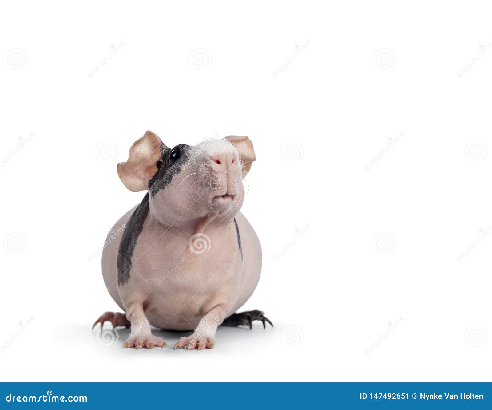 pink with black spots skinny pig on white