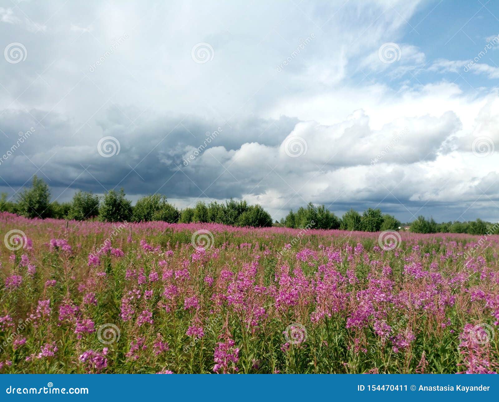 marchen forest mylne flower storm marchen forest mylne flower storm