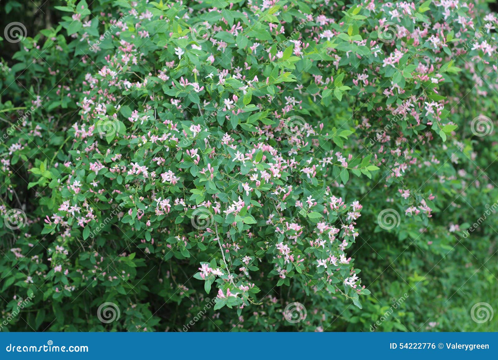 Pink Blooming Honeysuckle Shrub Stock Photo - Image of flower