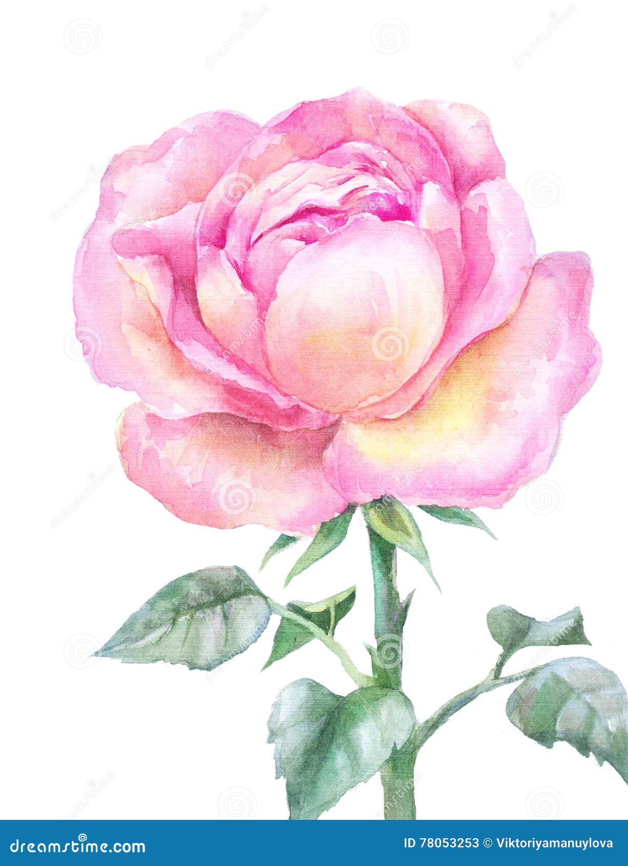 Pink Blooming Rose in Watercolor on a White Background. Stock ...