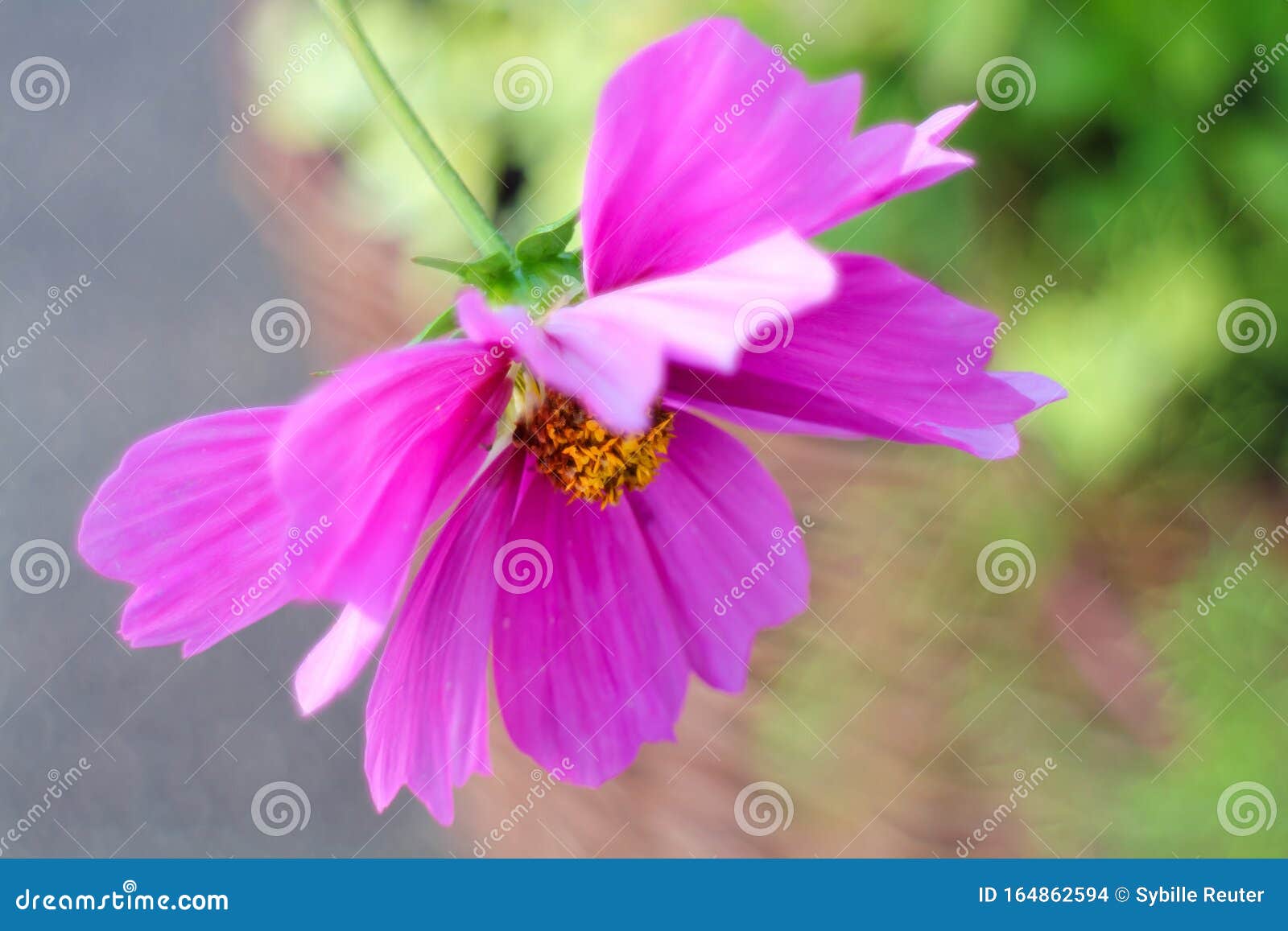 Pink Blossom Of Bidens Formosa Or Garden Aster Stock Photo Image