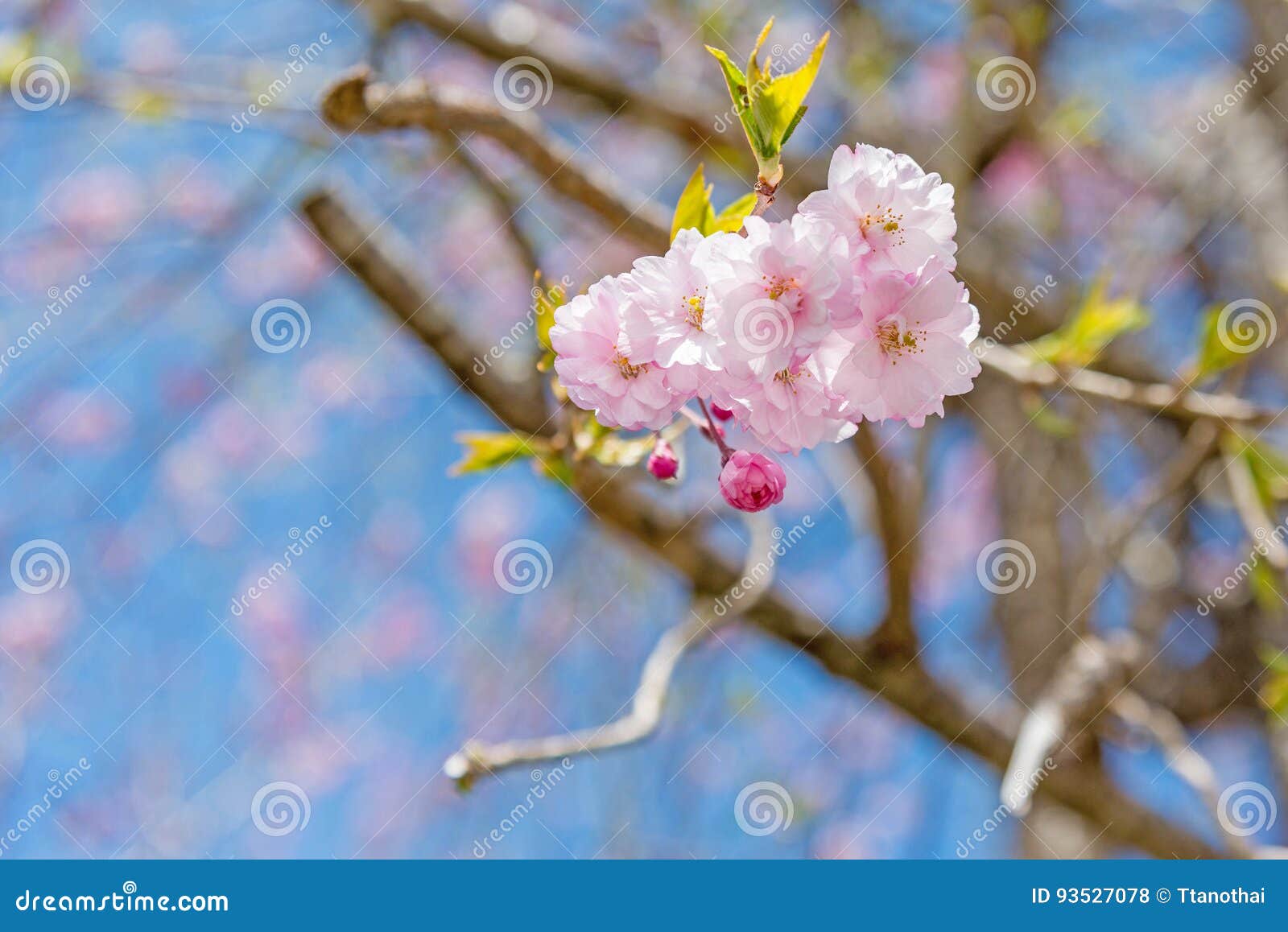 Pink Blossom in Japan with Blue Sky Stock Photo Image of macro