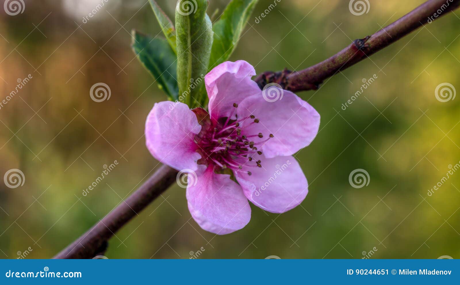 Pink blossom stock image. Image of yellow, flower, d3200 - 90244651