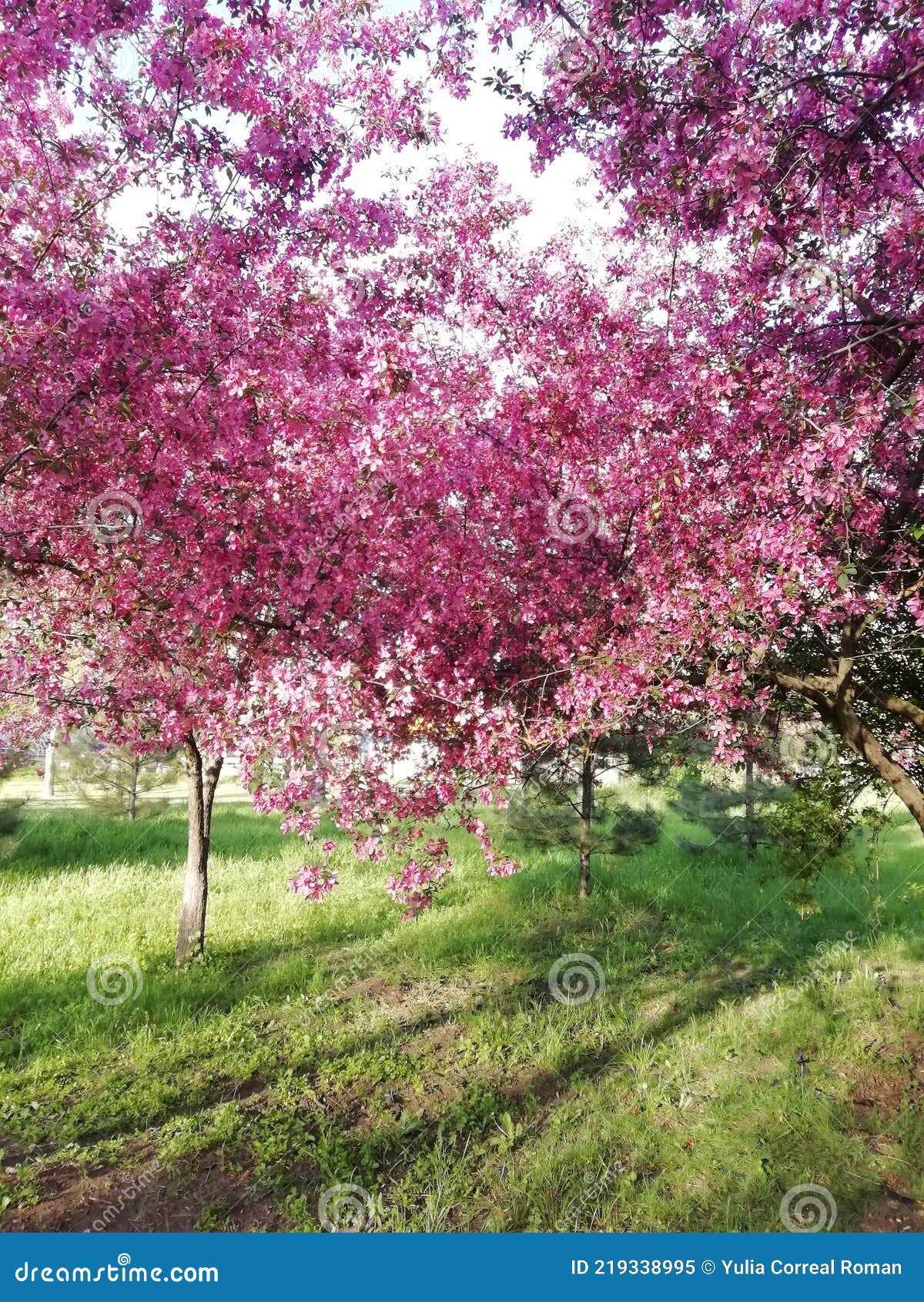 pink blossom peach tree in the park