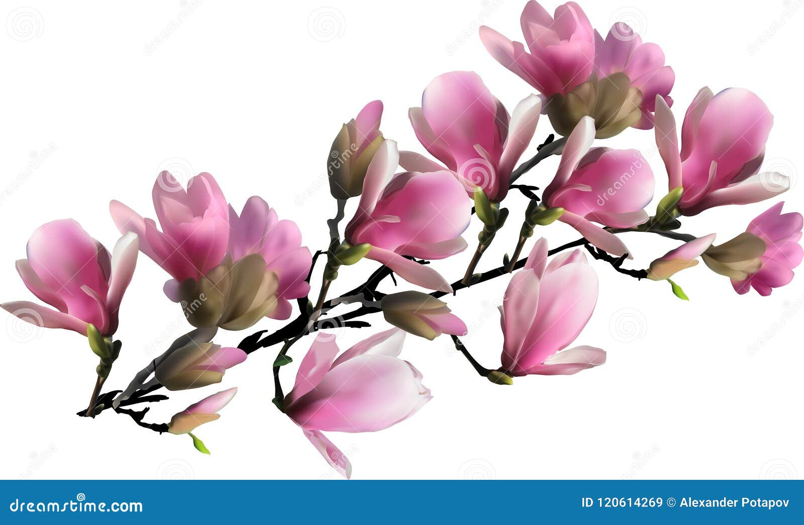 Pink Blossoming Branch Of Magnolia On White Stock Vector Illustration Of Elegance Beauty 120614269