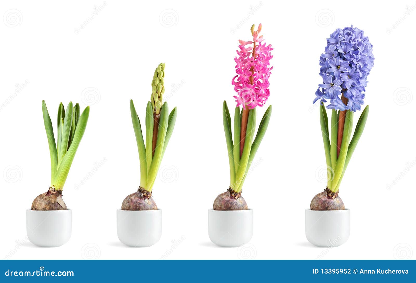 pink and blue hyacinth blooming
