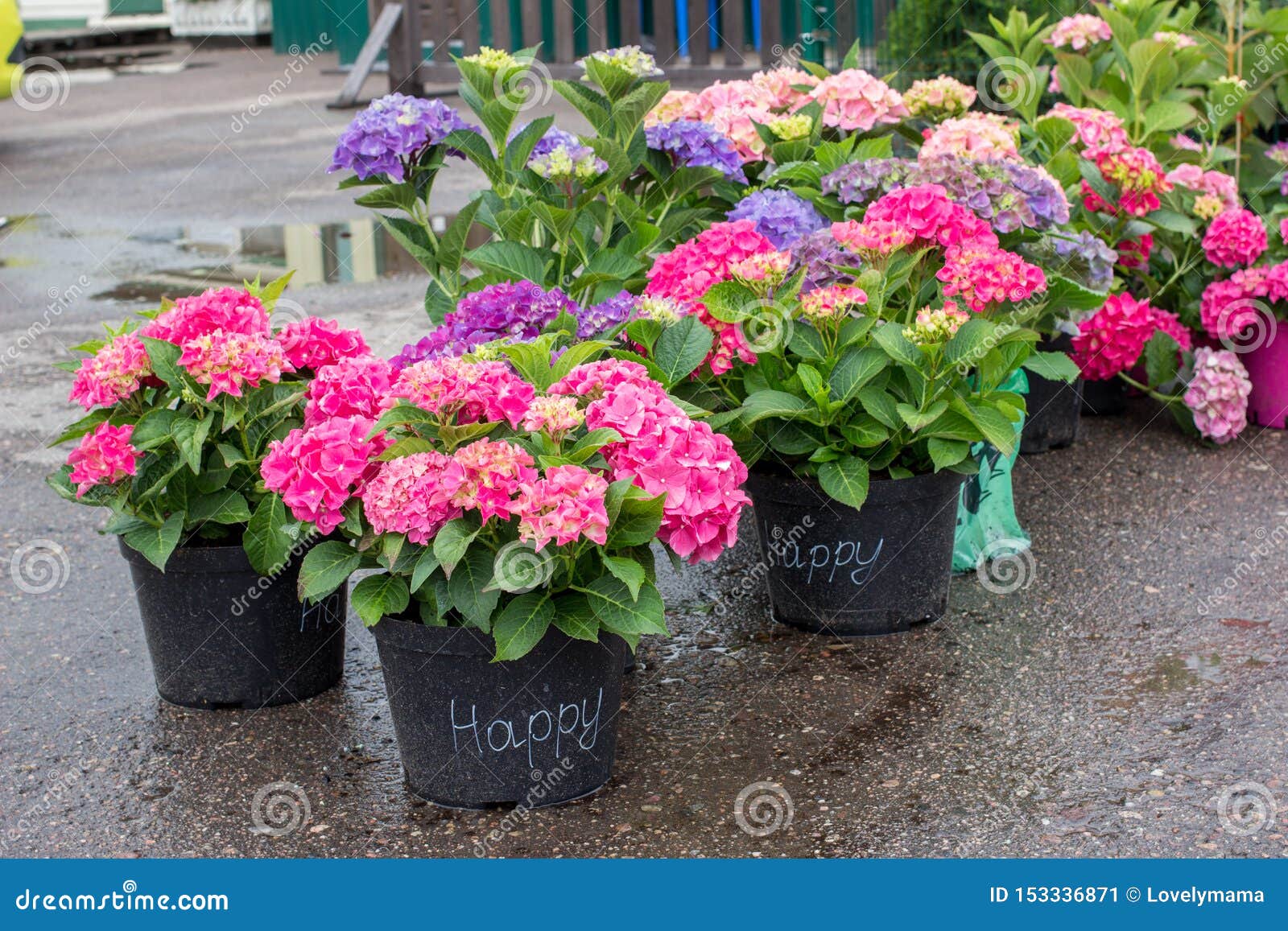 pink, blue and purple blossoming hydrangea macrophylla or mophead hortensia in a flower pots outdoors in a plant nursery outdoors