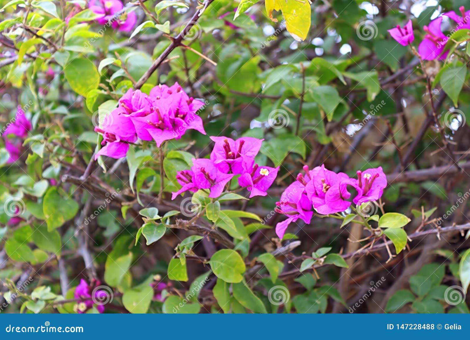 View of Pink Bougainvillea Flowers in Larnaca, Cyprus Stock Photo