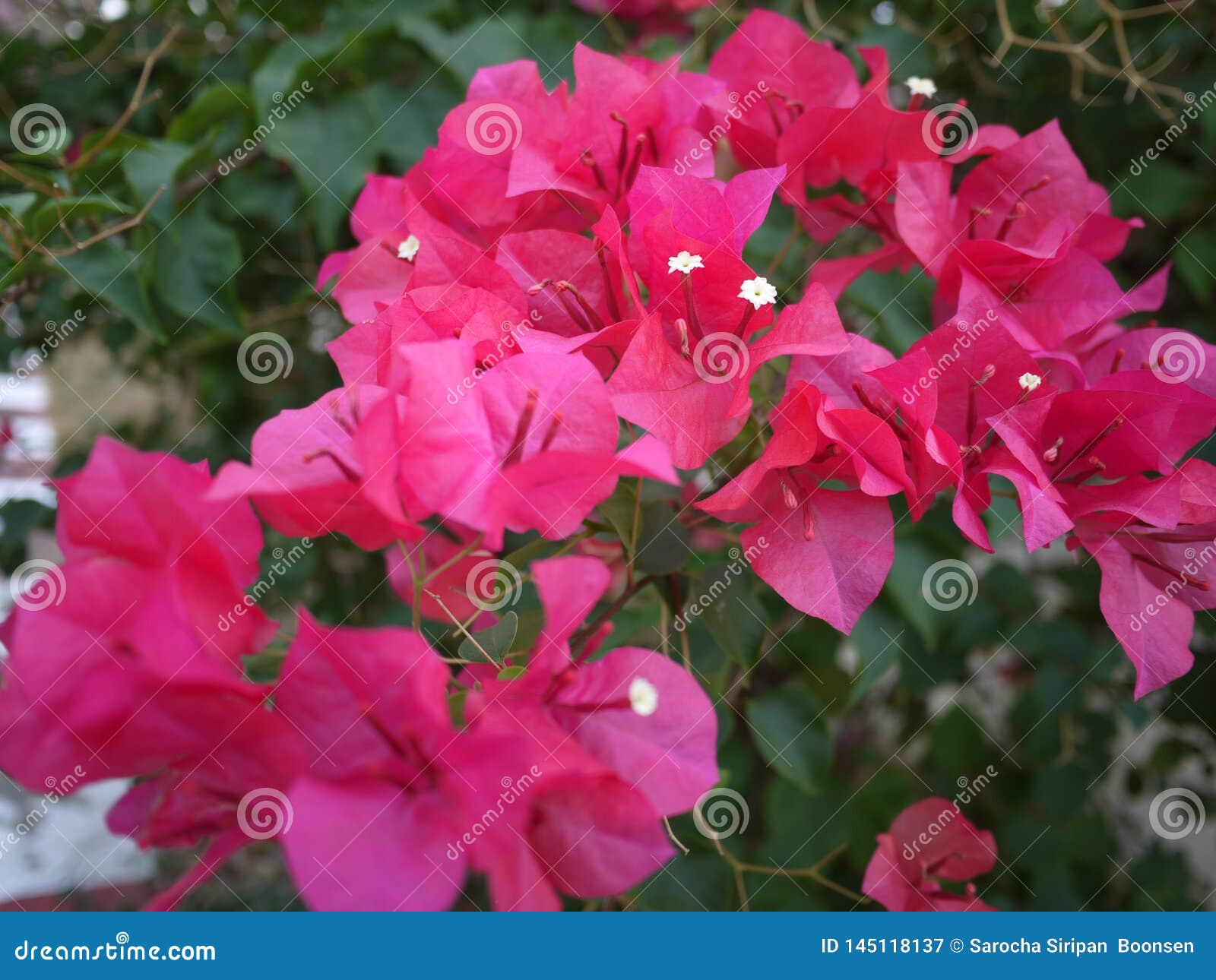 a pink bouquet bouganvilla flowers are blooming in spring season.
