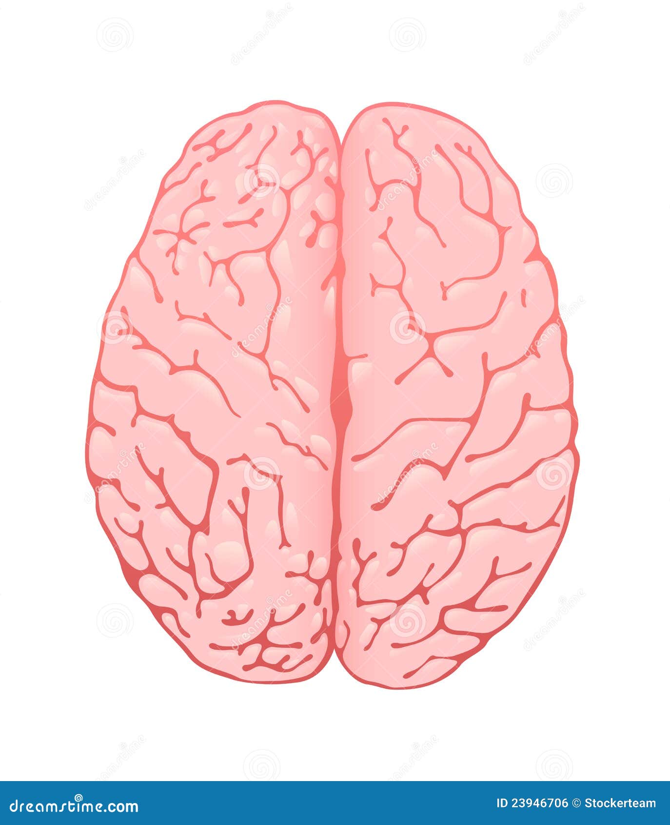 Pink Brain Stock Illustrations – 5,997 Pink Brain Stock Illustrations, Vectors & Clipart - Dreamstime Pink Brain Stock Illustrations – 5,997 Pink Brain Stock Illustrations, Vectors & Clipart - Dreamstime