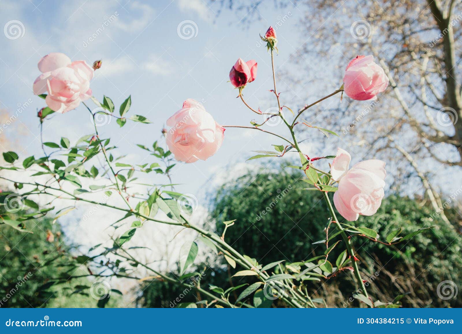 Pink Rose Buds, Hip Tea Roses Growing on a Bush Against Blue Sky ...