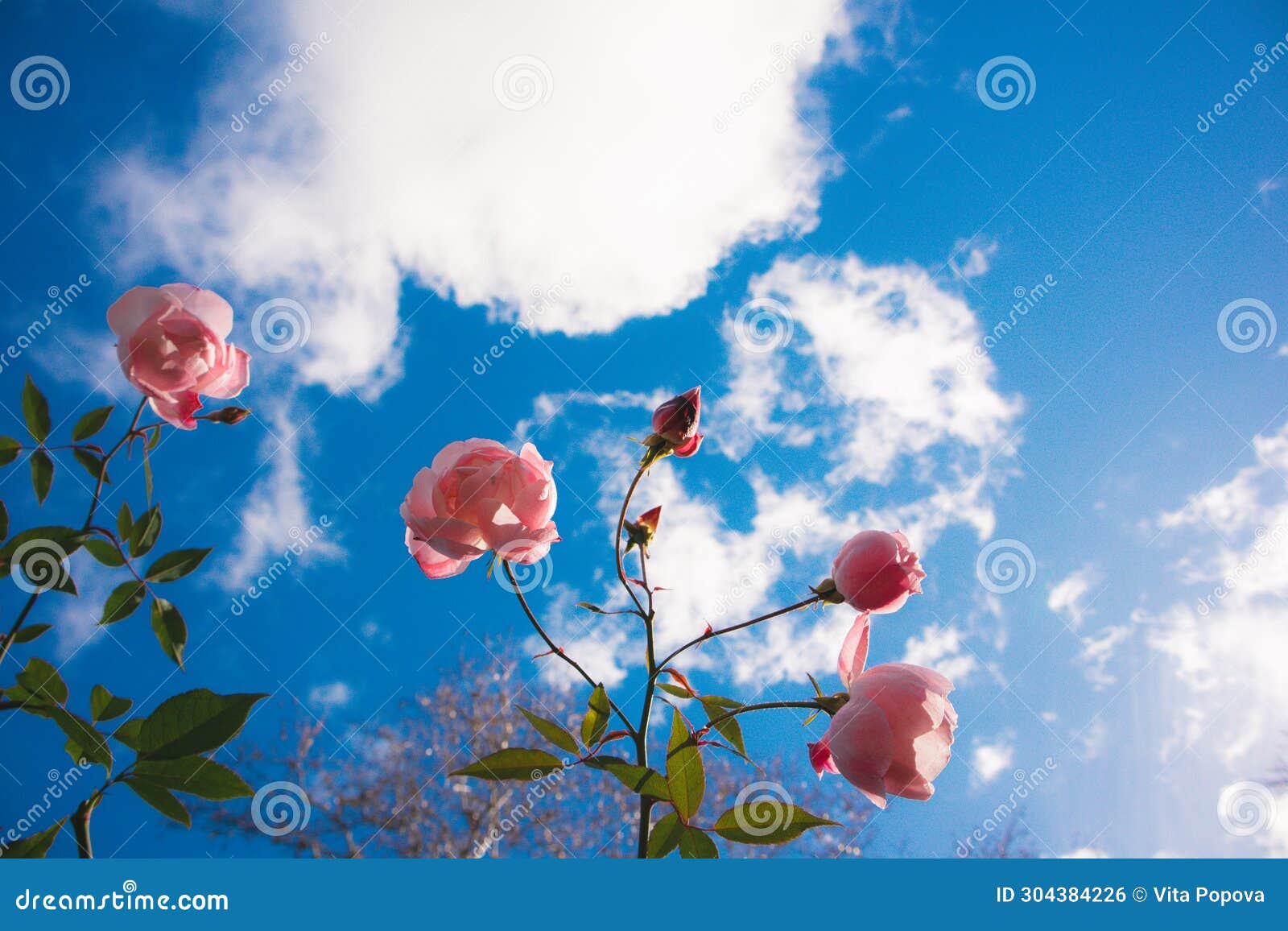 Pink Rose Buds, Hip Tea Roses Growing on a Bush Against Blue Sky ...