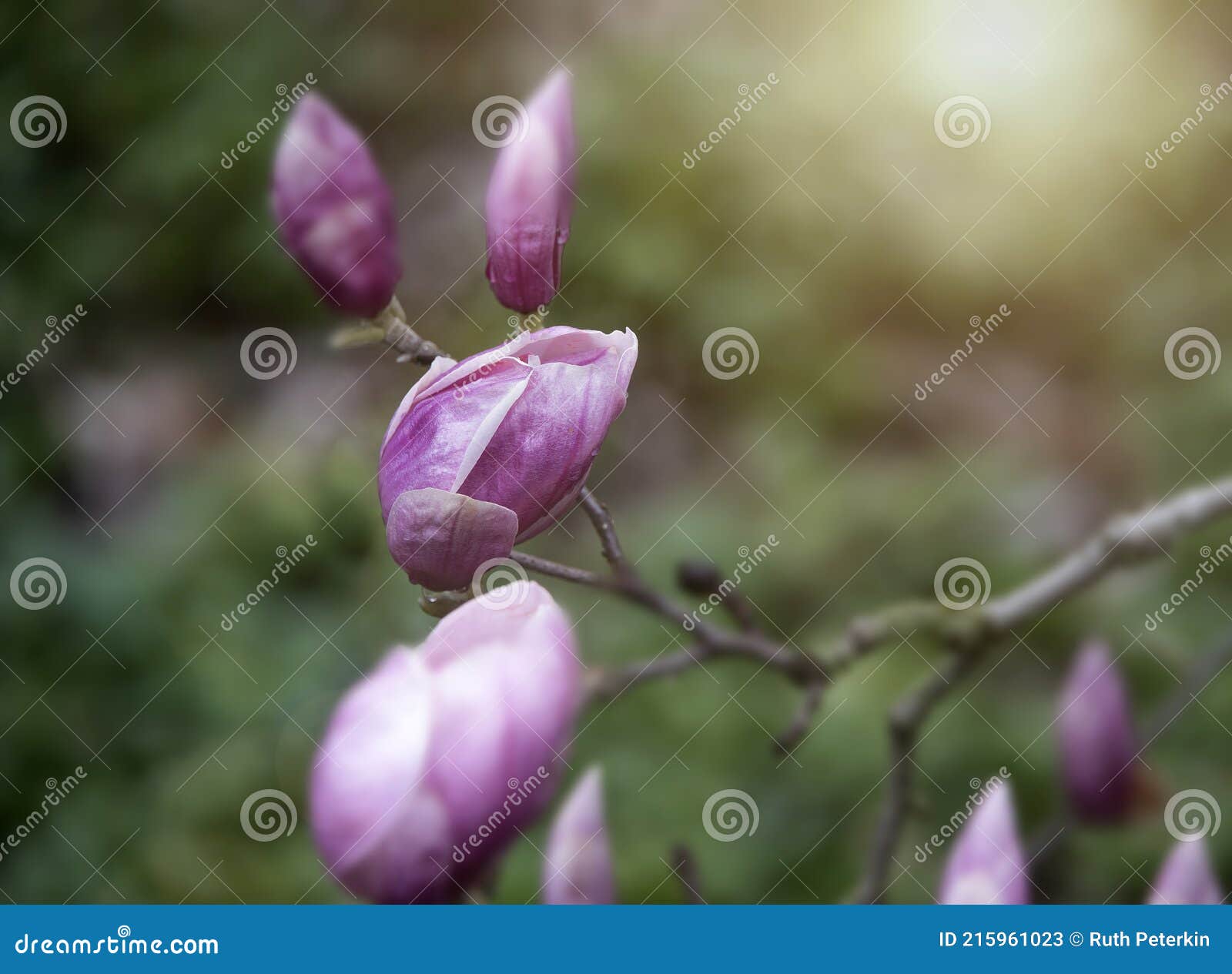 pink buds on a magnolia liliiflora tree
