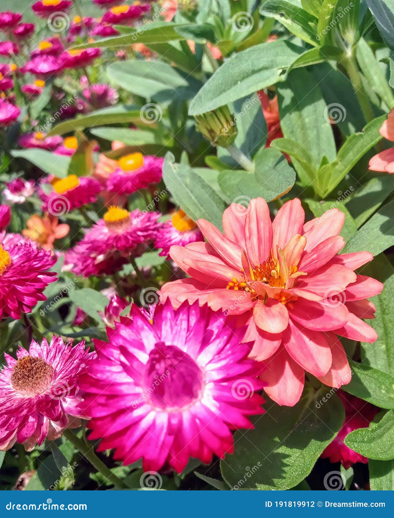 Pink Bunches of Michigan Summer Flowers Stock Photo Image of blossom