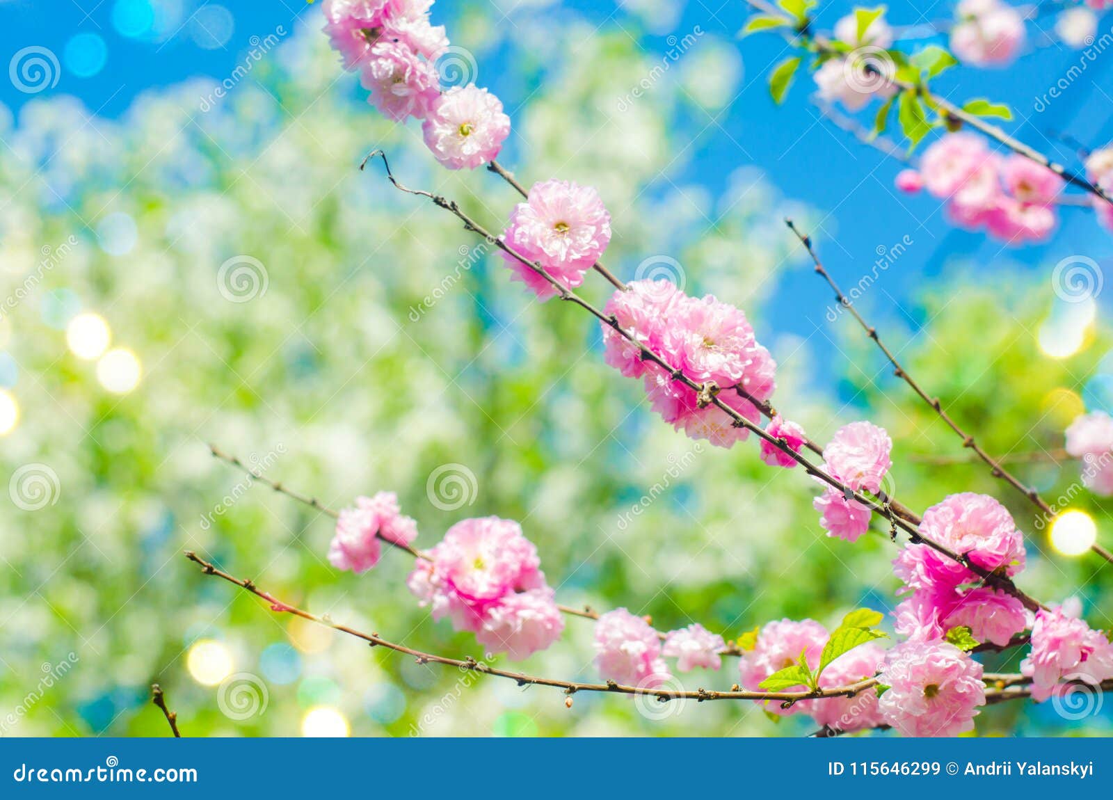 Pink Bush Blossoms in Spring with Pink Flowers. Natural Wallpaper. Concept  of Spring Stock Image - Image of flower, pink: 115646299