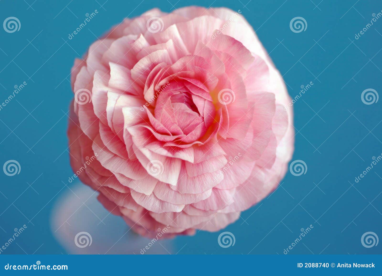pink buttercup flower texas pink buttercup flower texas