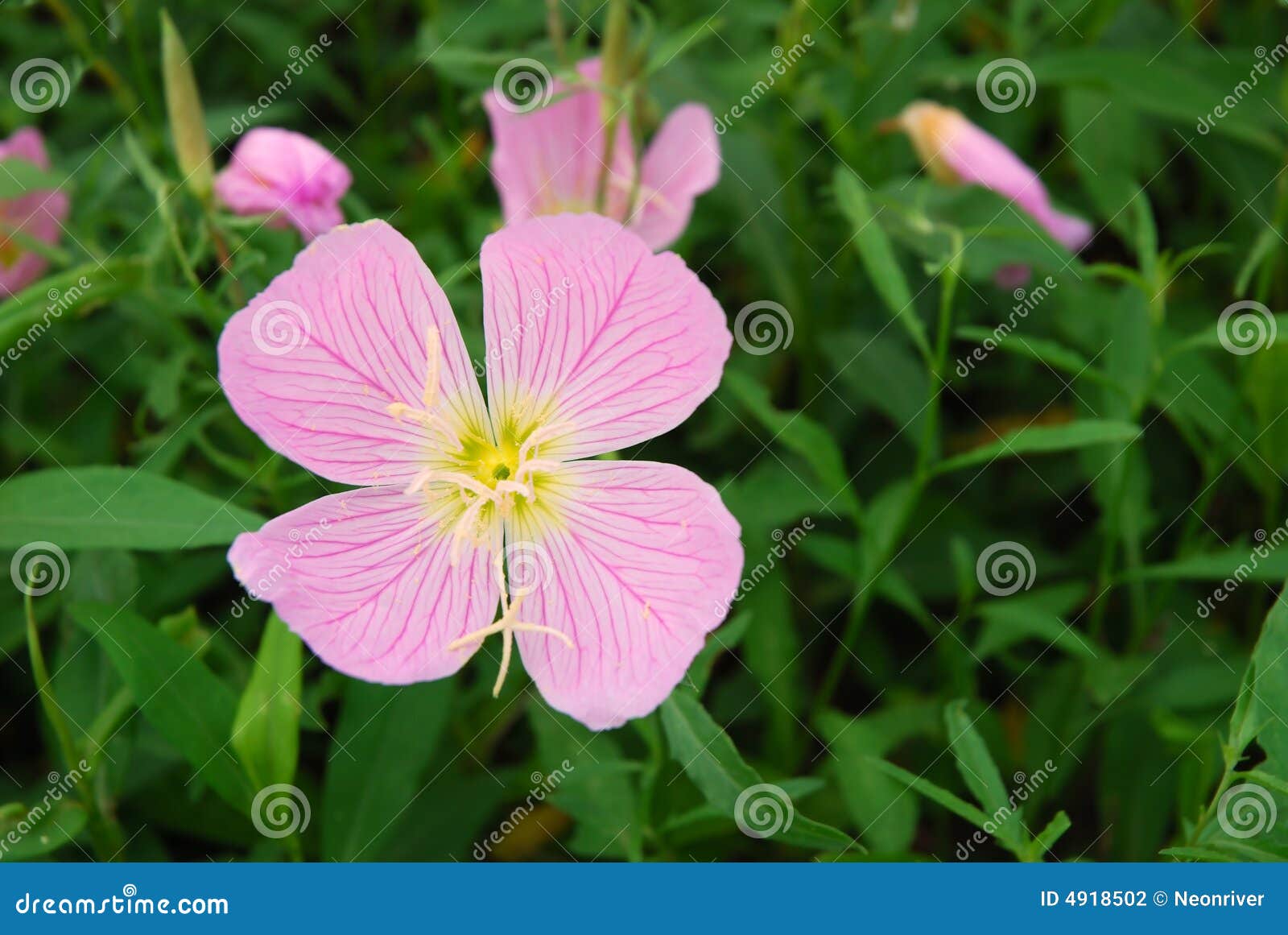 images of buttercup flowers images of buttercup flowers