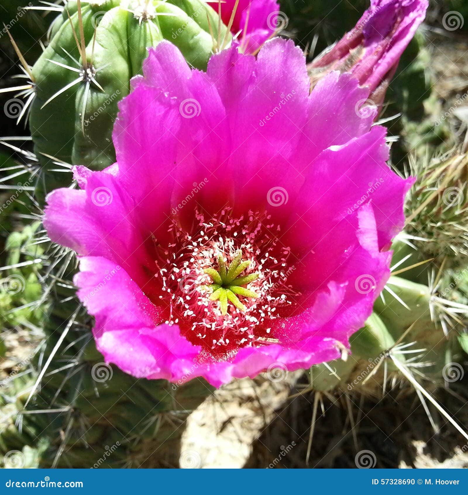 Pink cactus blossom stock photo. Image of border, flower 57328690