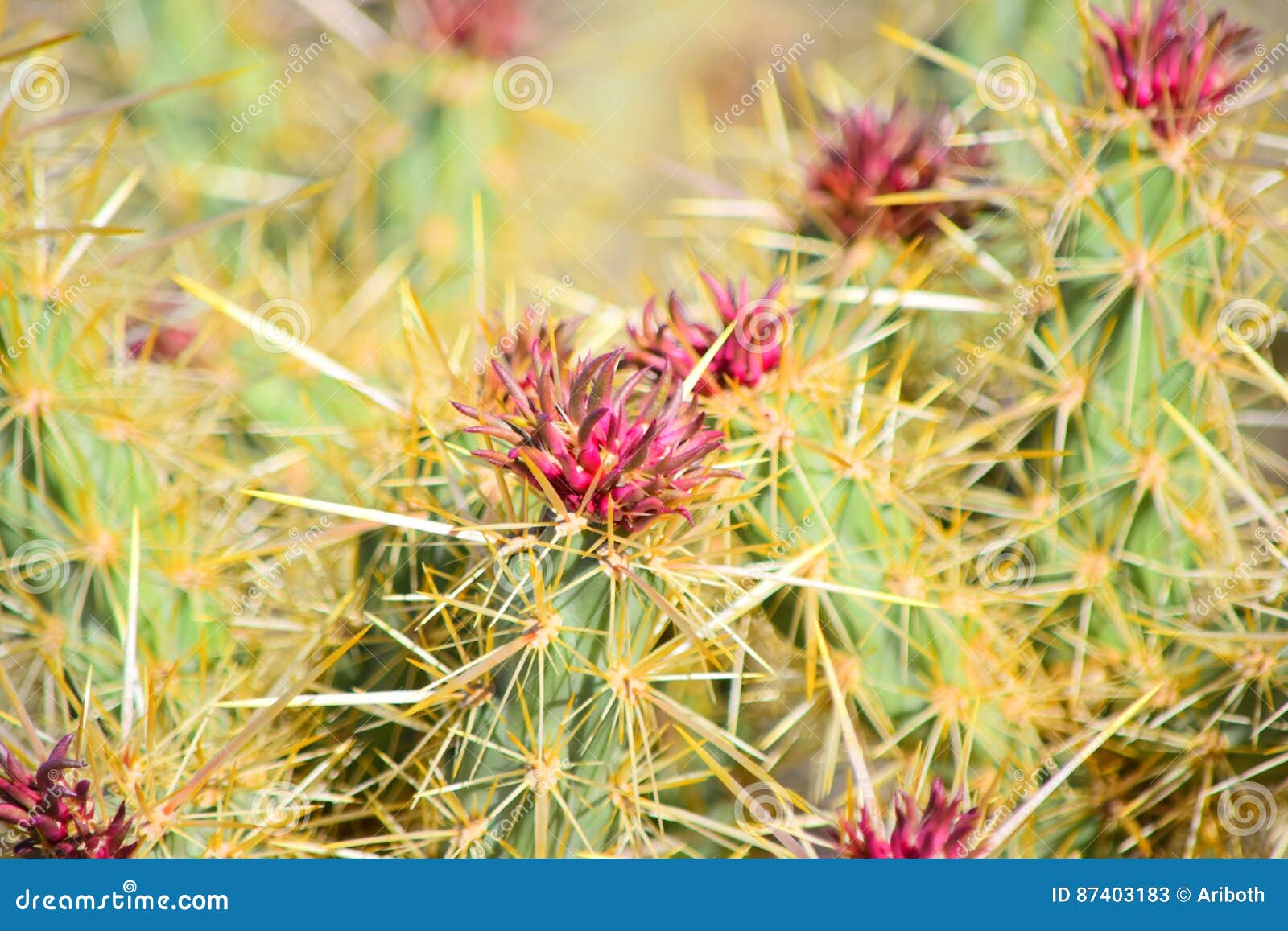Pink cactus blossom stock image. Image of needles, yellow 87403183