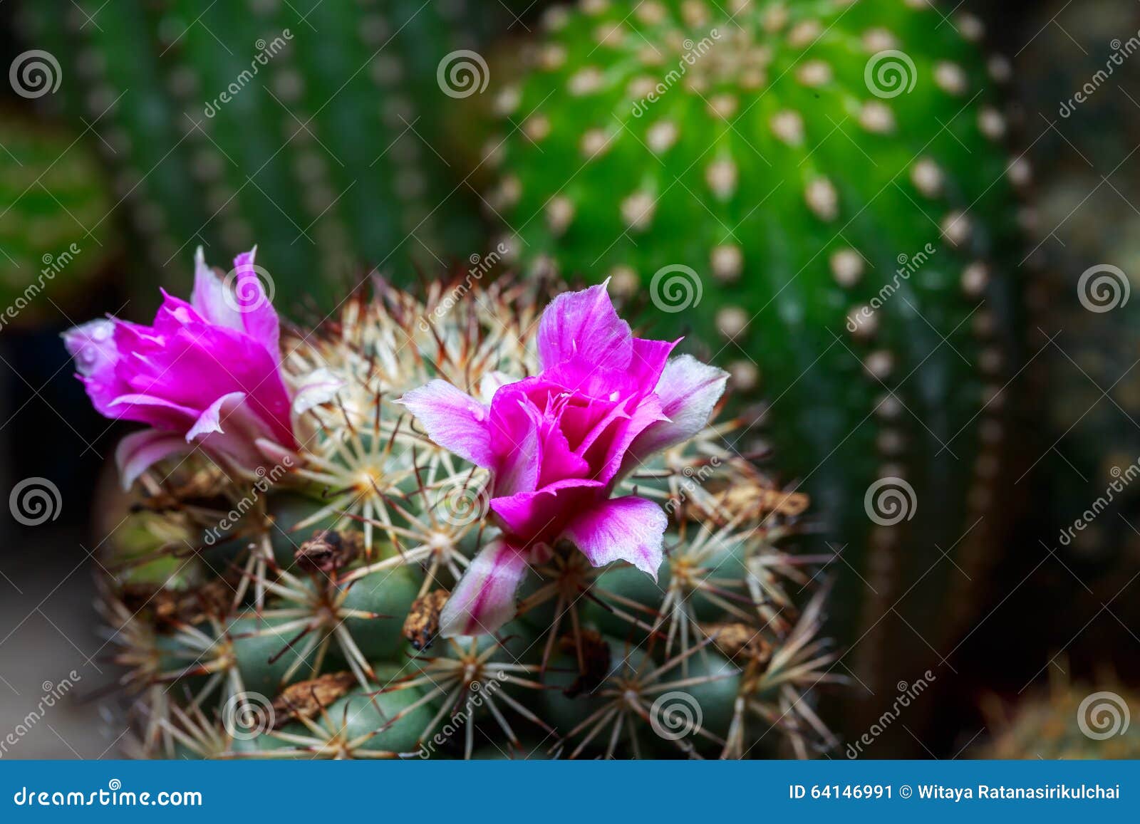 Pink Cactus Flower Background Stock Image Image of decorative