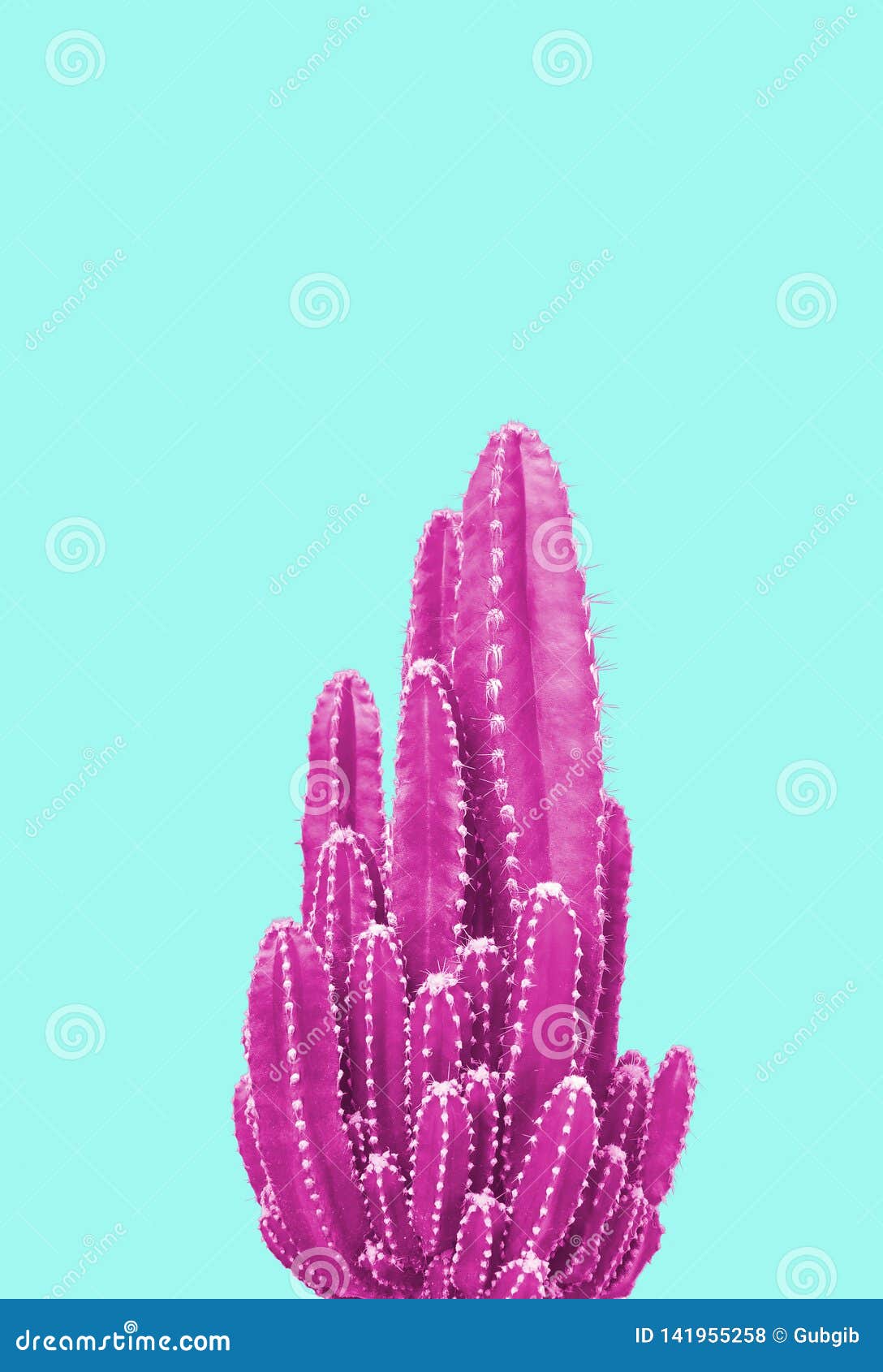 Pink Cactus on Turquoise Background Stock Photo Image of garden, idea
