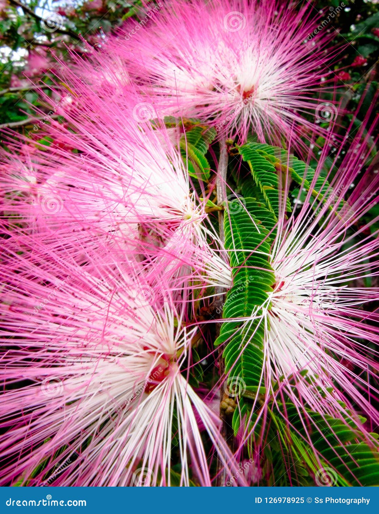 18 Caliandra Photos Free Royalty Free Stock Photos From Dreamstime